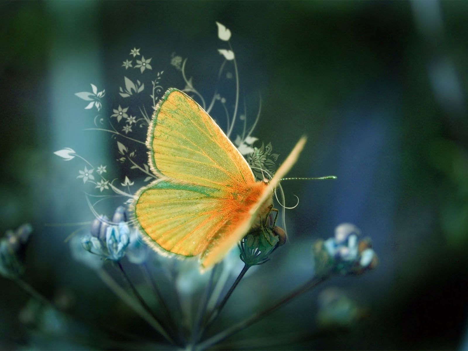 Farfalla arancione su fiore, 1600x1200 900p, PC