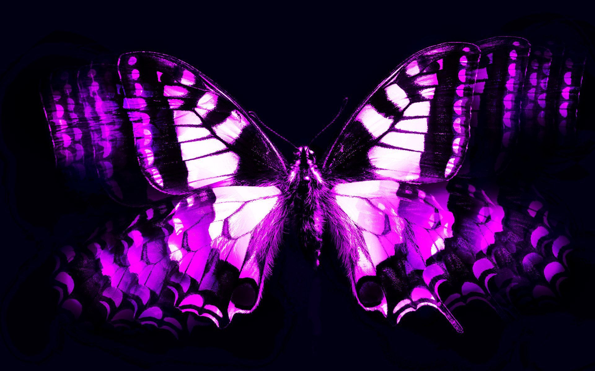 Farfalla viola su sfondo nero, 1920x1200 Full HD+, Desktop