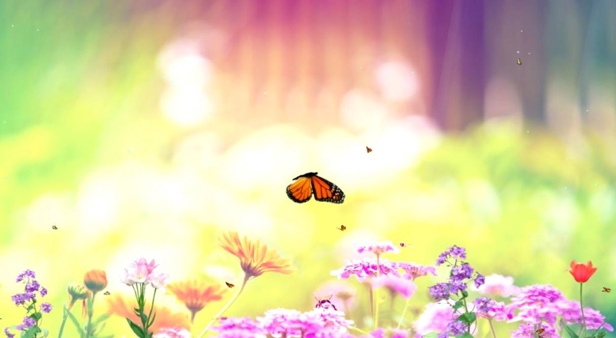Farfalla arancione tra fiori colorati, 1215x667 HD, PC