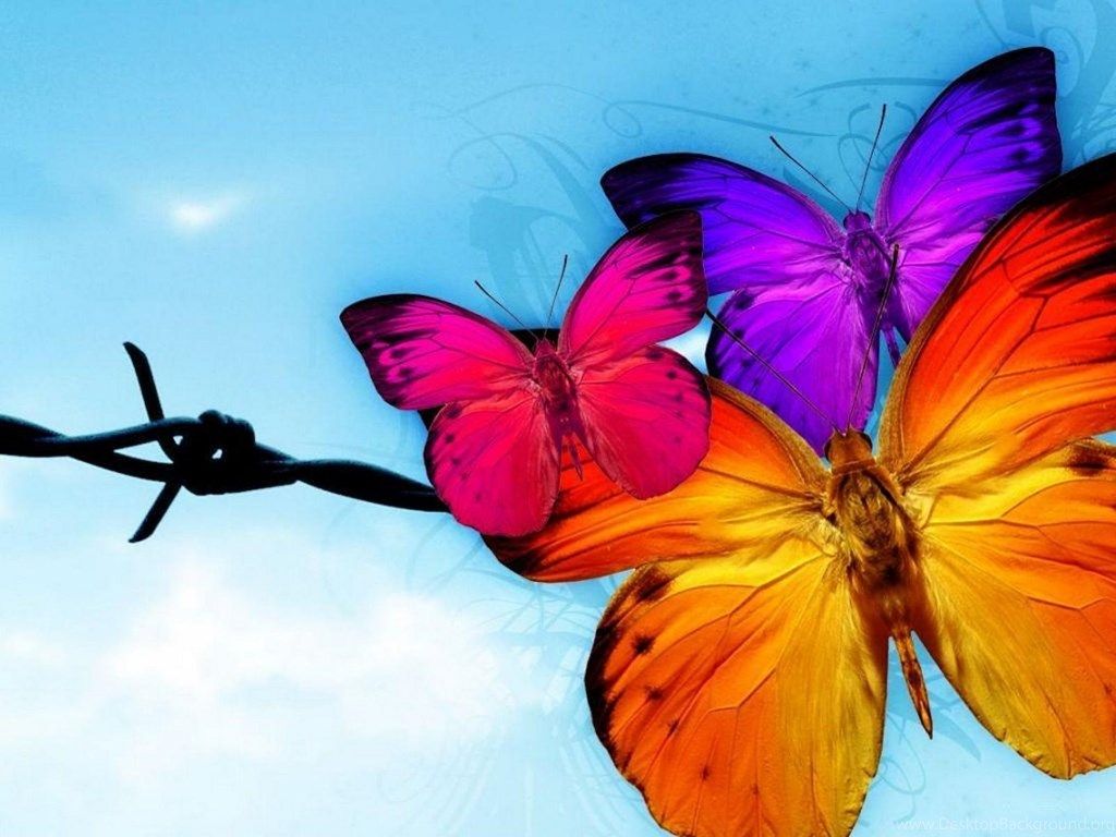 Farfalle colorate su filo spinato, 1024x768 HD, Desktop