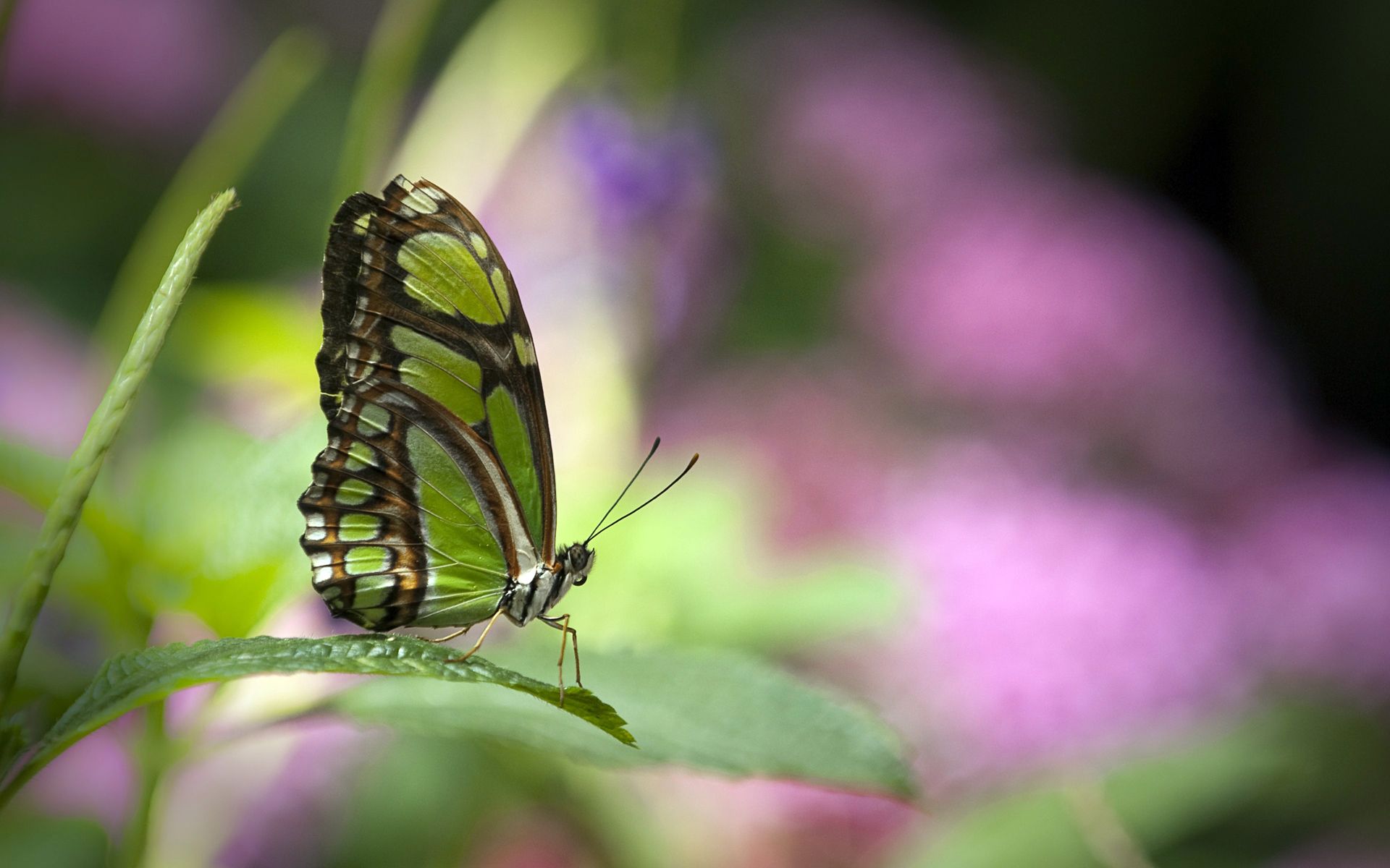 Farfalla su foglia verde, 1920x1200 Full HD+ WUXGA, PC
