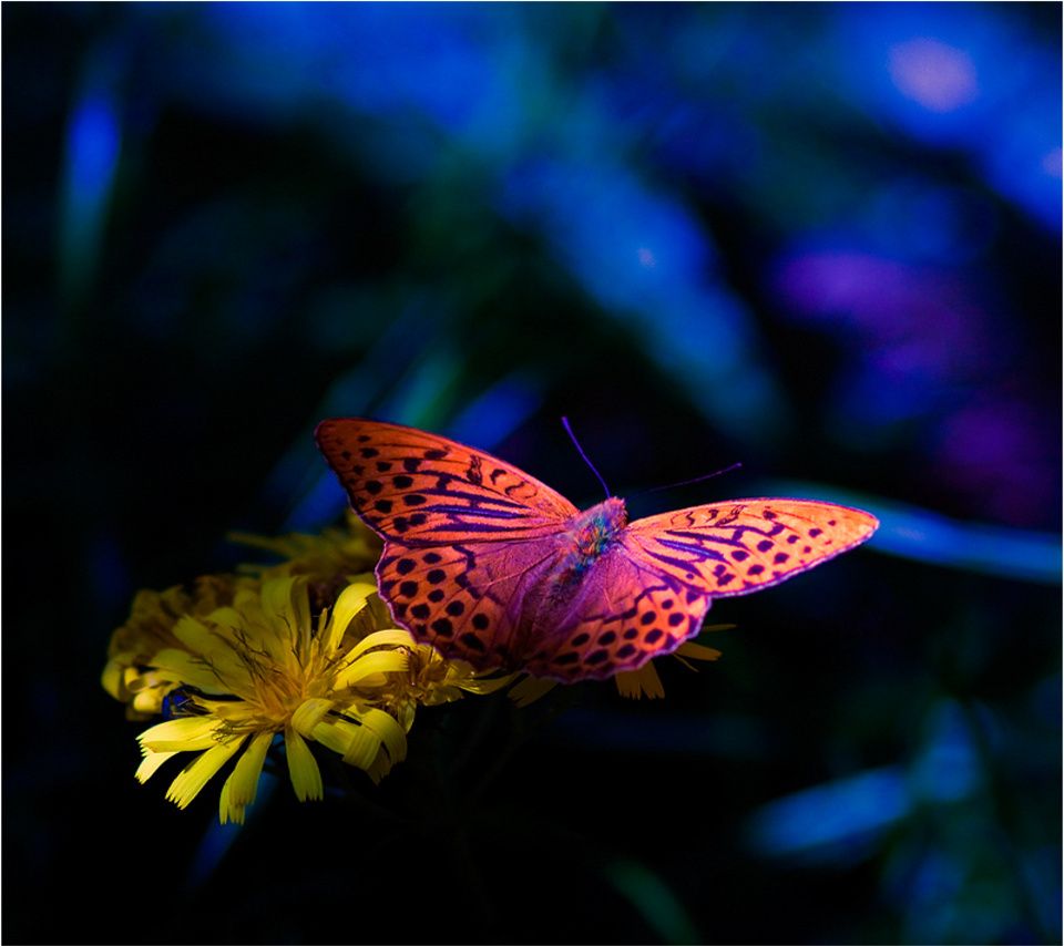 Farfalla arancione su fiore giallo, 960x854 HD, Laptop