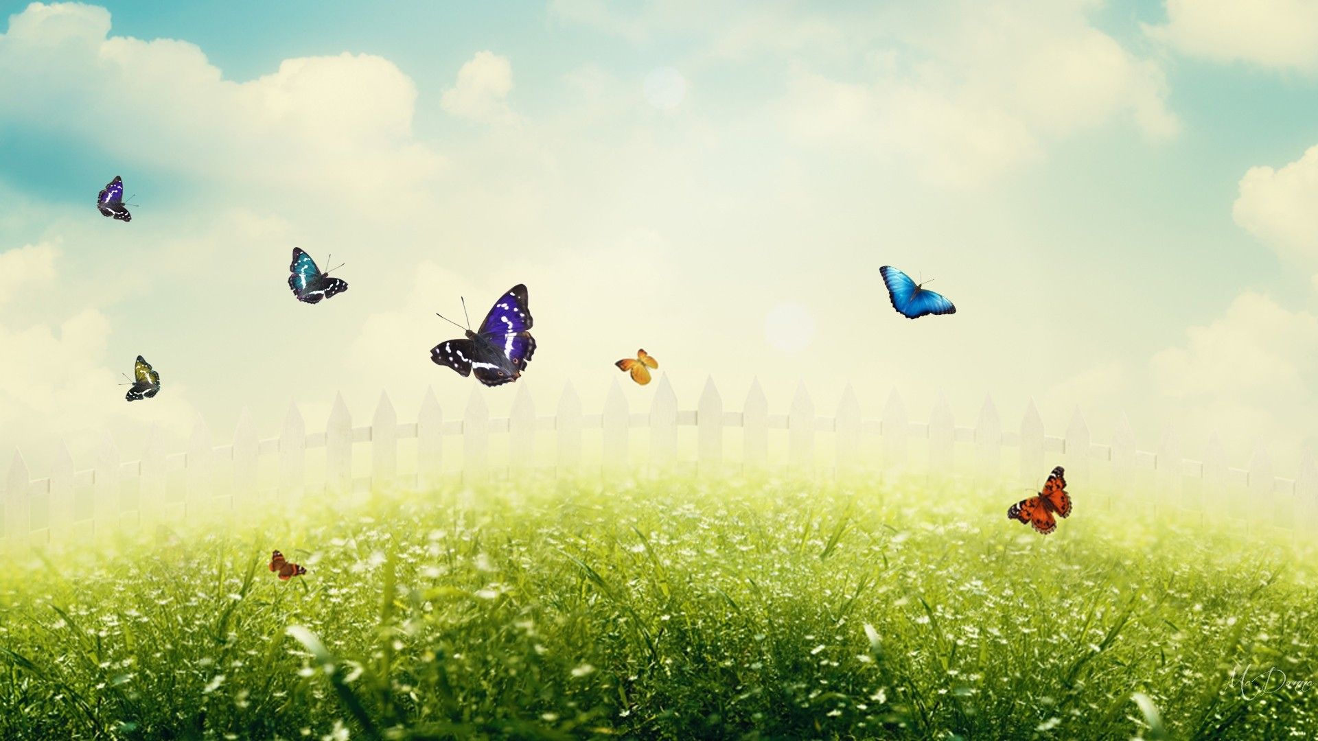 Farfalle colorate su prato, 1920x1080 Full HD 1080p, Desktop