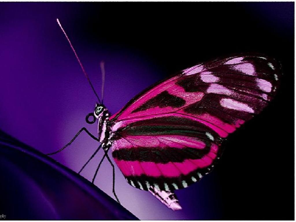 Farfalla blu stilizzata, 1920x1080 Full HD 1080p, PC Desktop