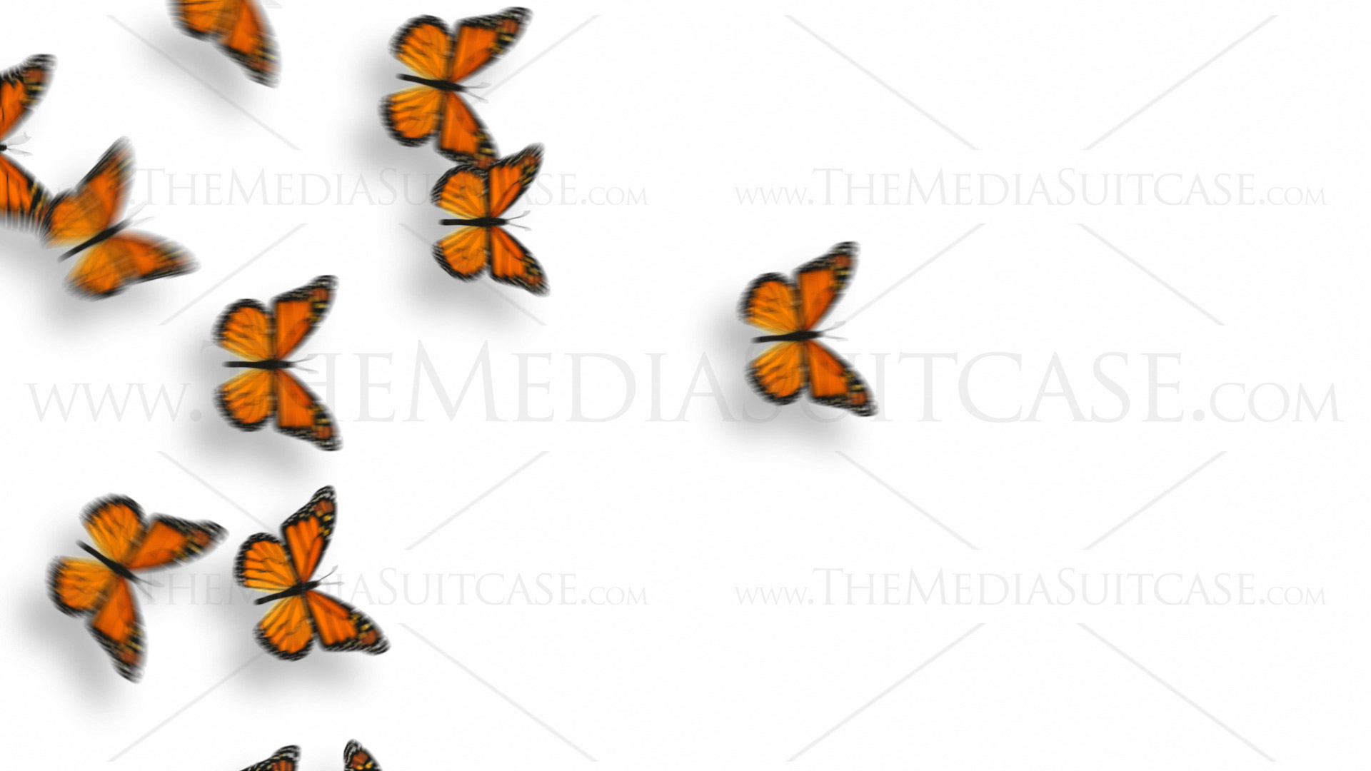 Farfalle colorate animate sfondo verde, 1920x1080 Full HD, PC