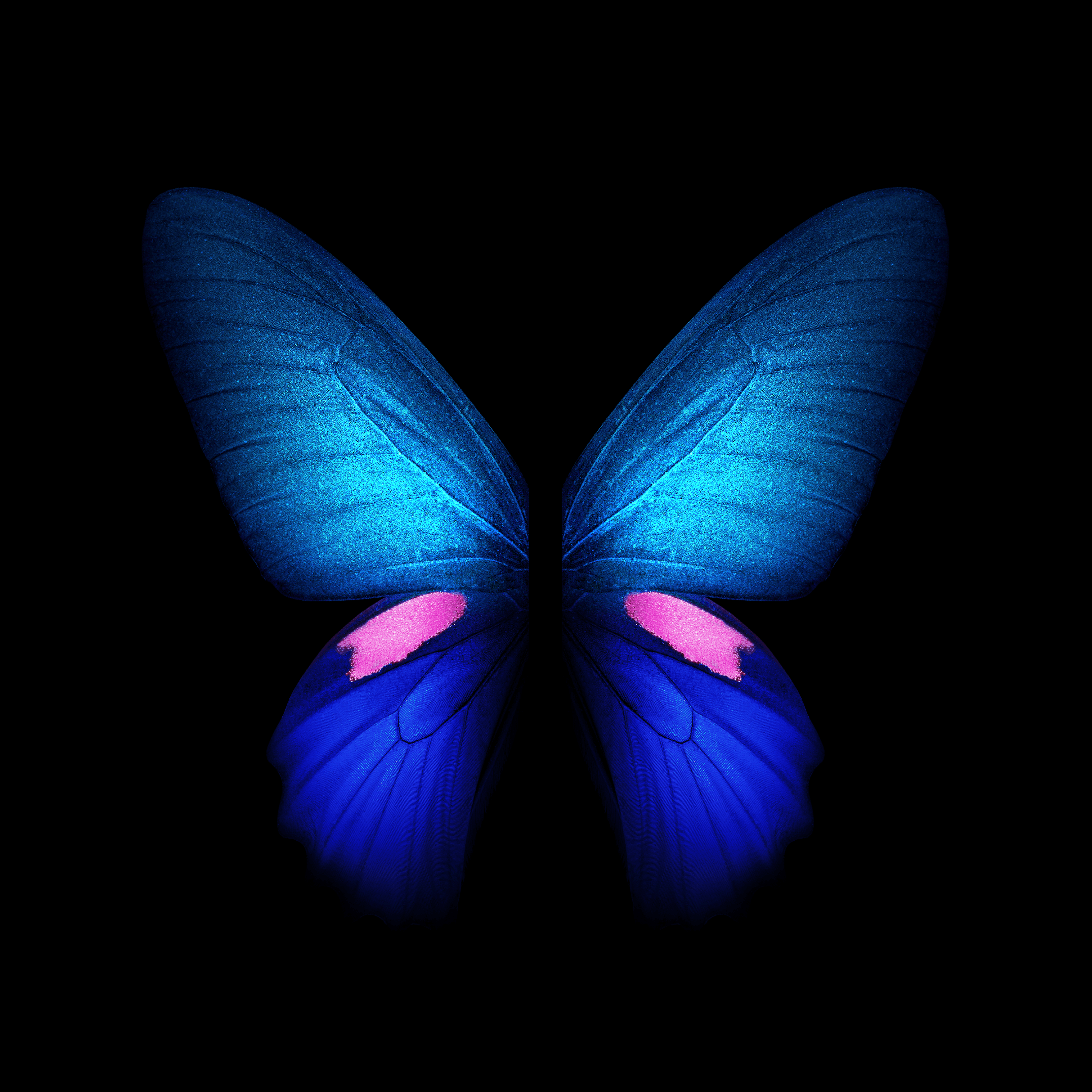 Farfalla blu luminosa scuro, 2152x2152 2K, Desktop