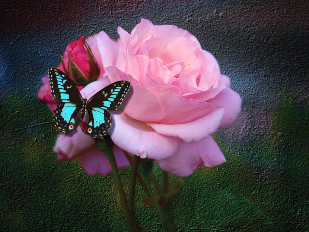 Farfalla rosa e nera su viola, 1024x768 HD, Laptop