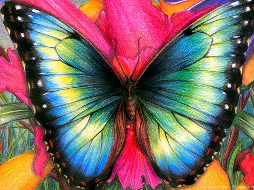 Farfalla colorata disegnata a matita, 1024x768 HD, PC