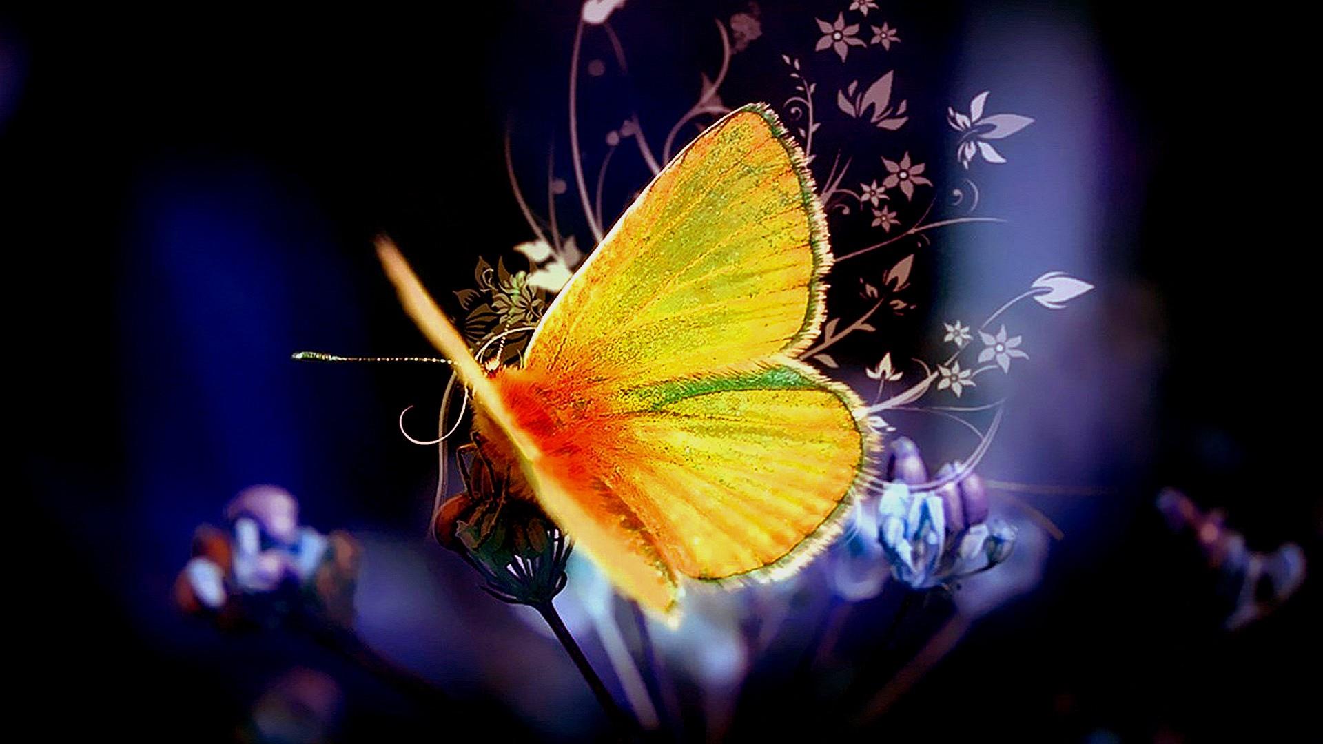 Farfalla gialla animata sfondo scuro, 1920x1080 Full HD 1080p, Laptop