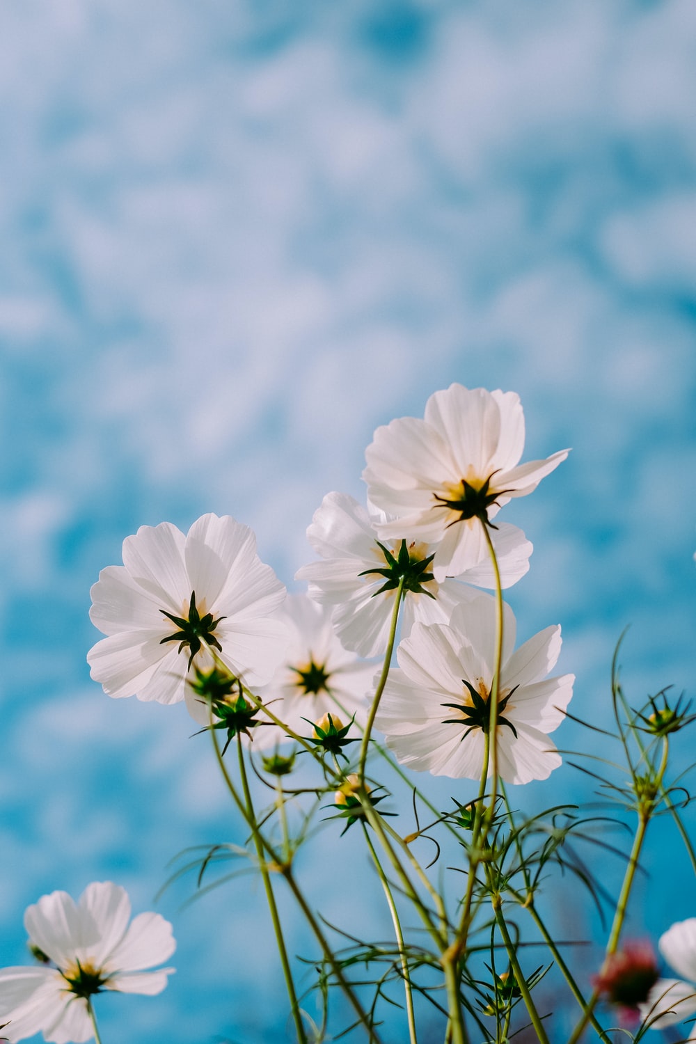 Fiori bianchi cosmea cielo azzurro, 1000x1500 Full HD Verticale, Smartphone