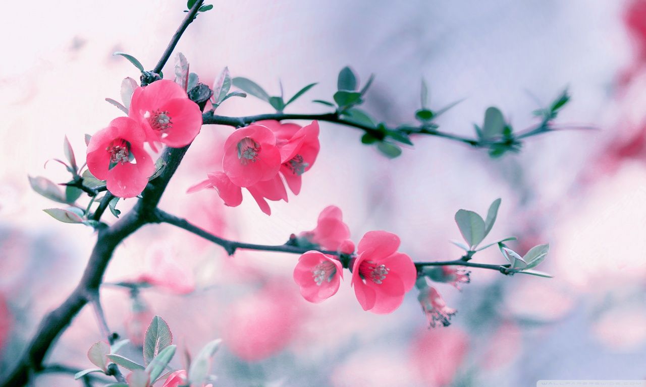 Fiori rosa di pesco su ramo, 1280x768 720p, PC