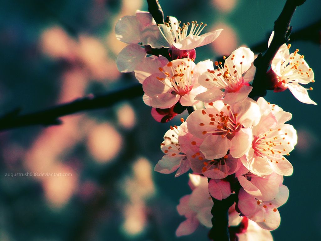 Fiori di ciliegio rosa, 1024x768 HD, iMac