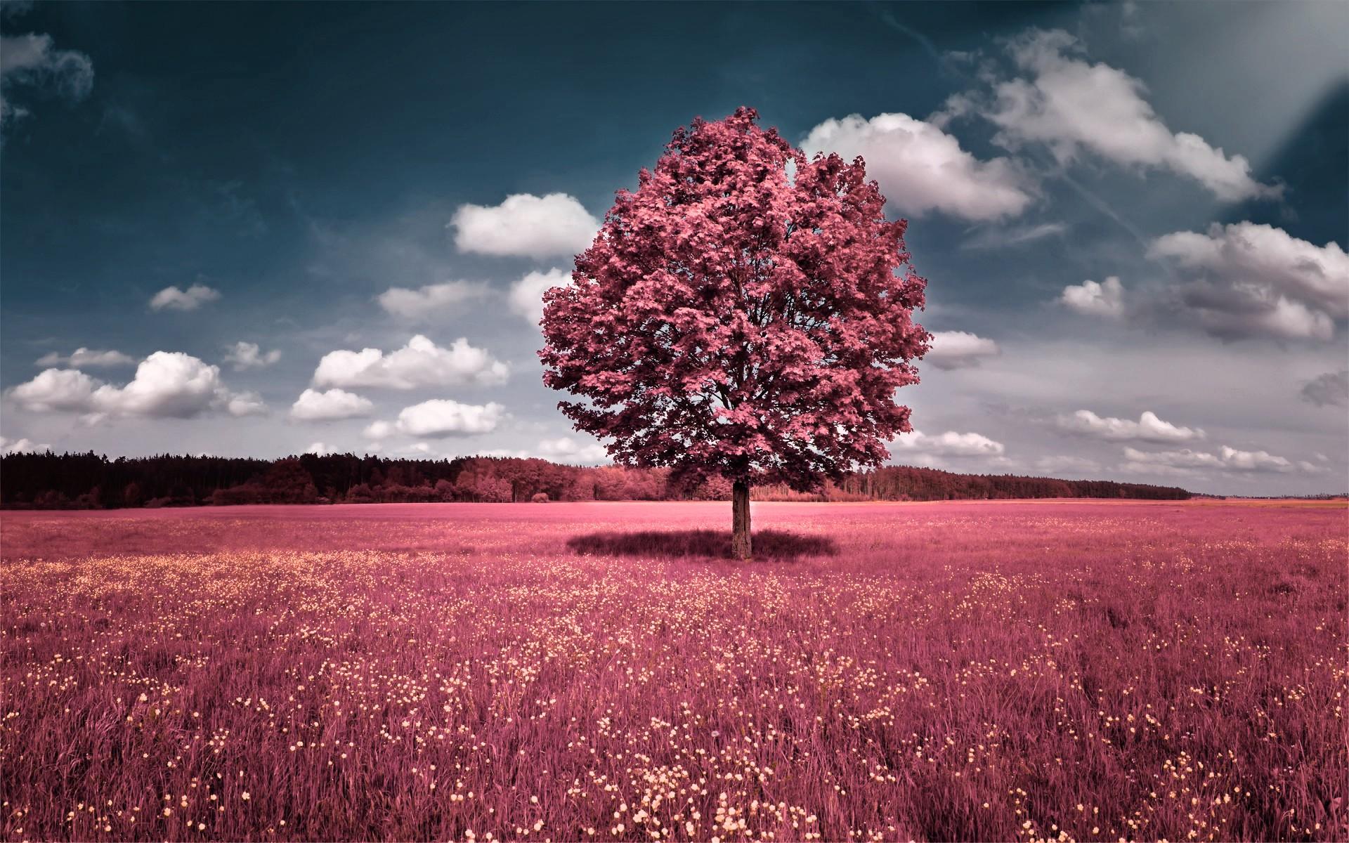 Albero rosa in campo fiorito, 1920x1200 Full HD+ WUXGA, Laptop