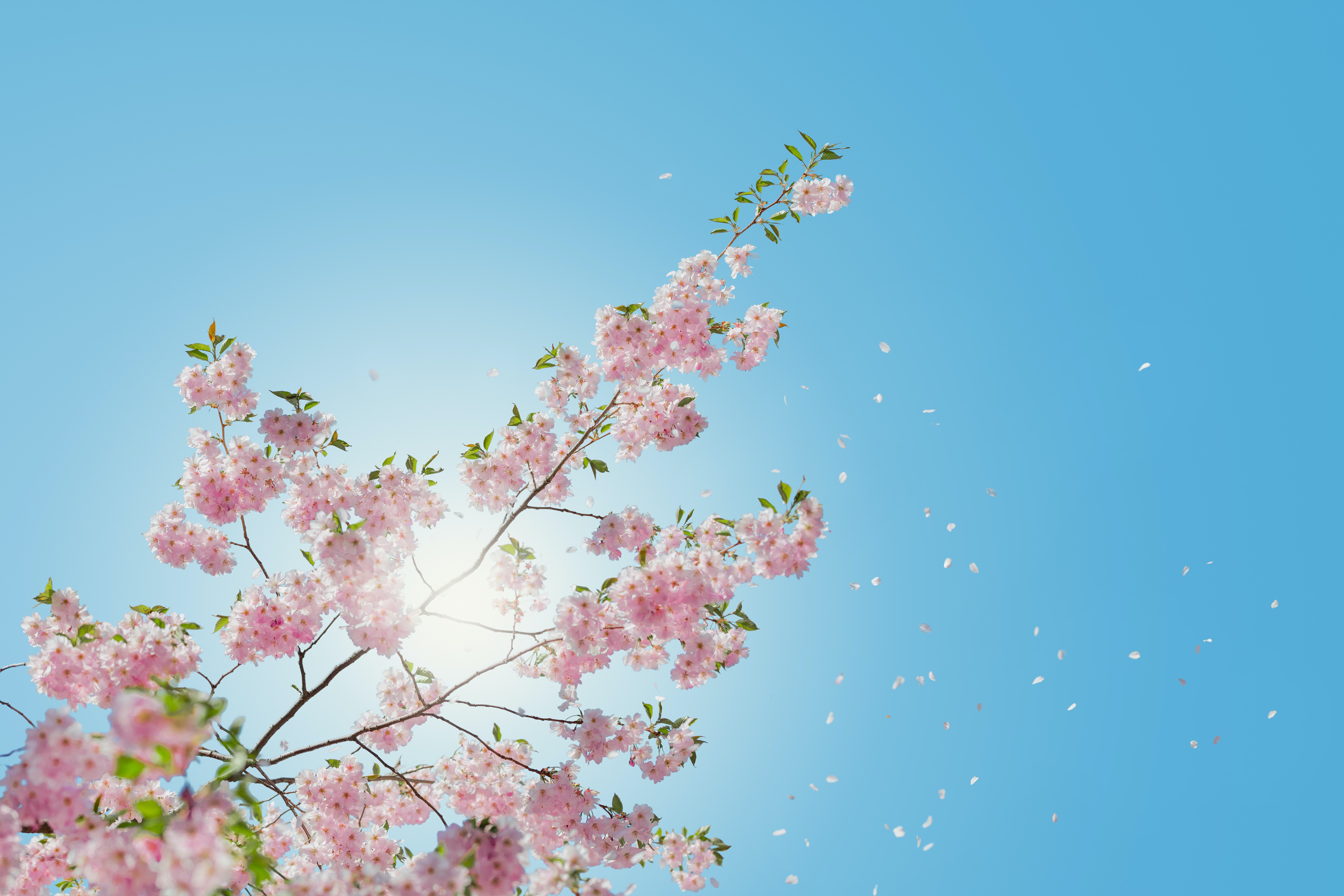 Fiori di ciliegio cielo azzurro, 6000x4000 UHD, PC 4K
