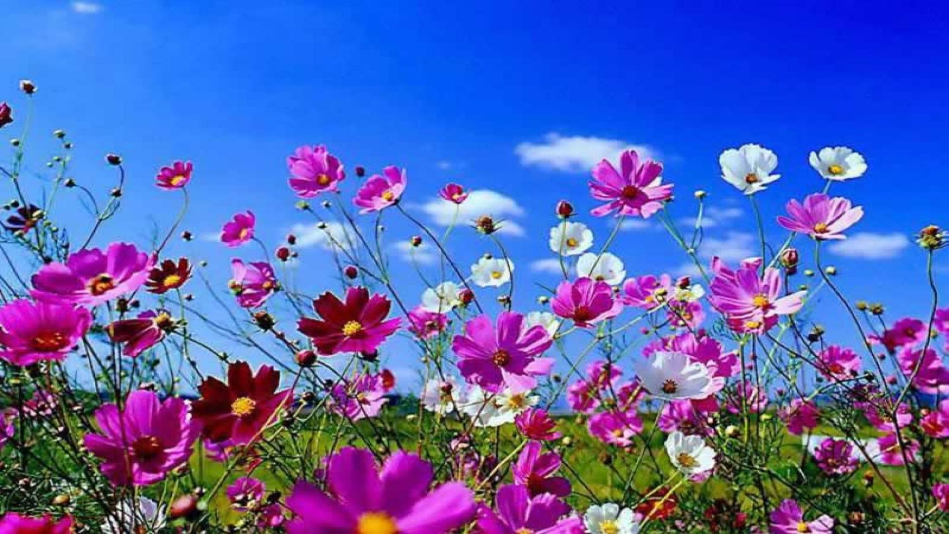 Fiori di primavera colorati campo, 1920x1080 Full HD, Desktop