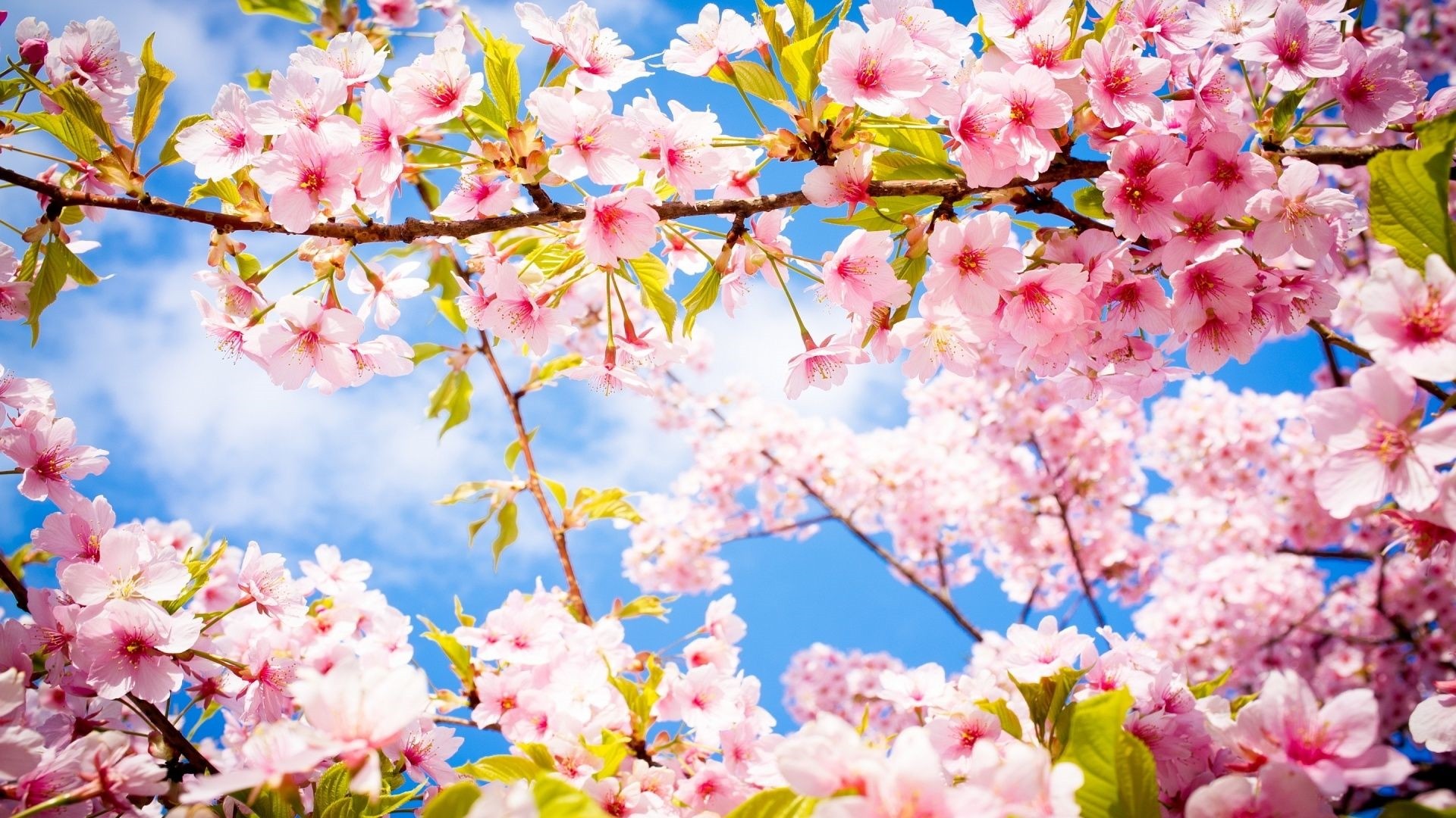 Fiori di ciliegio rosa, 1920x1080 1080p, Desktop