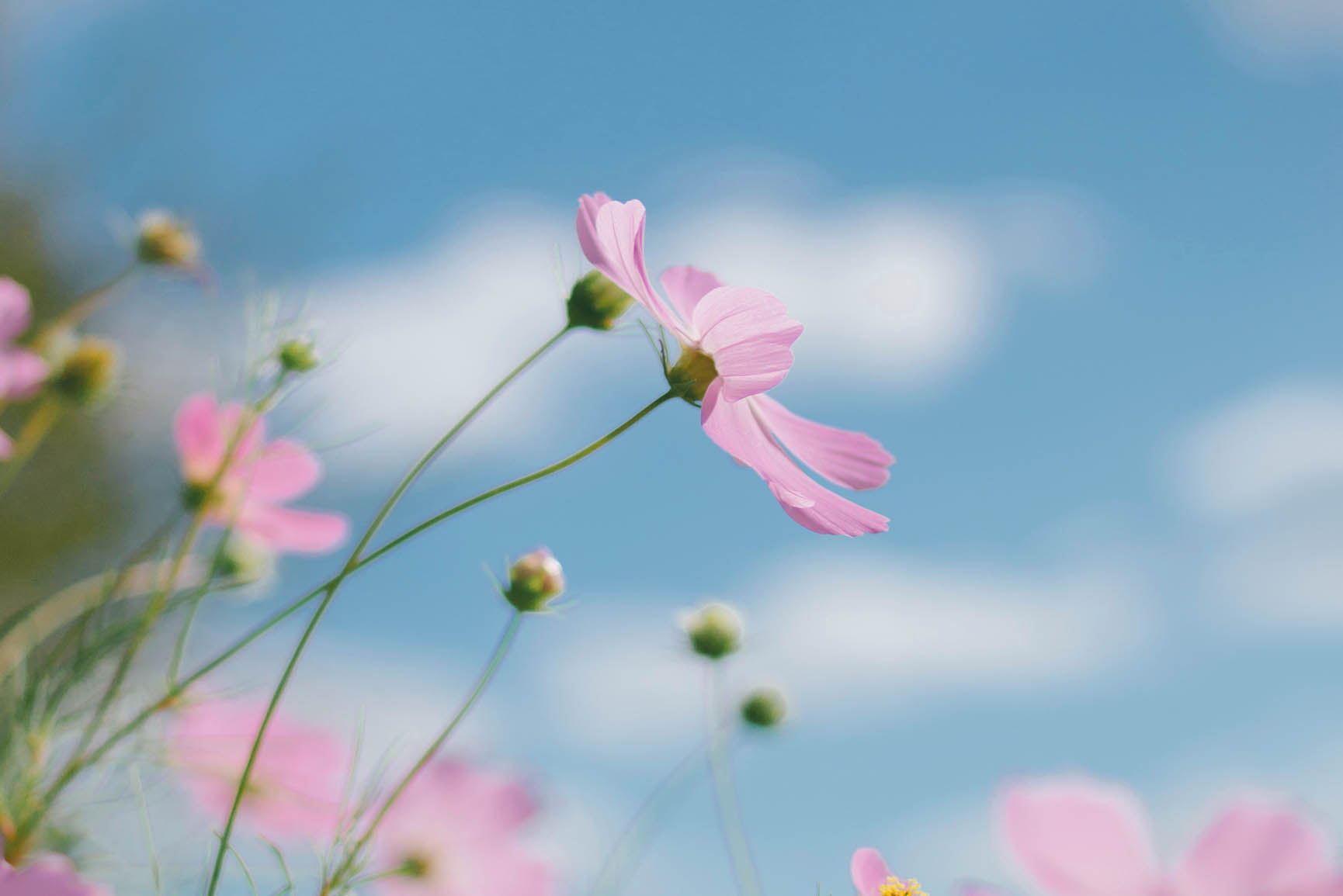Fiori rosa cielo azzurro, 1730x1155 HD Ready, iMac