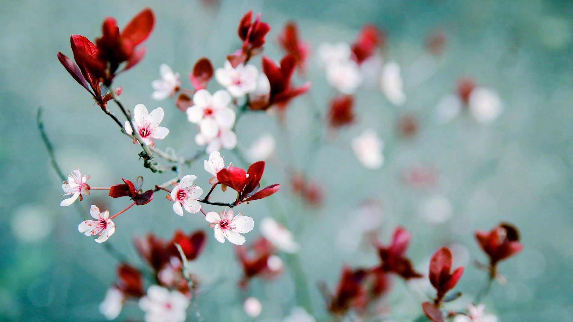 Fiori di ciliegio primaverili rosa, 1920x1080 1080p, PC
