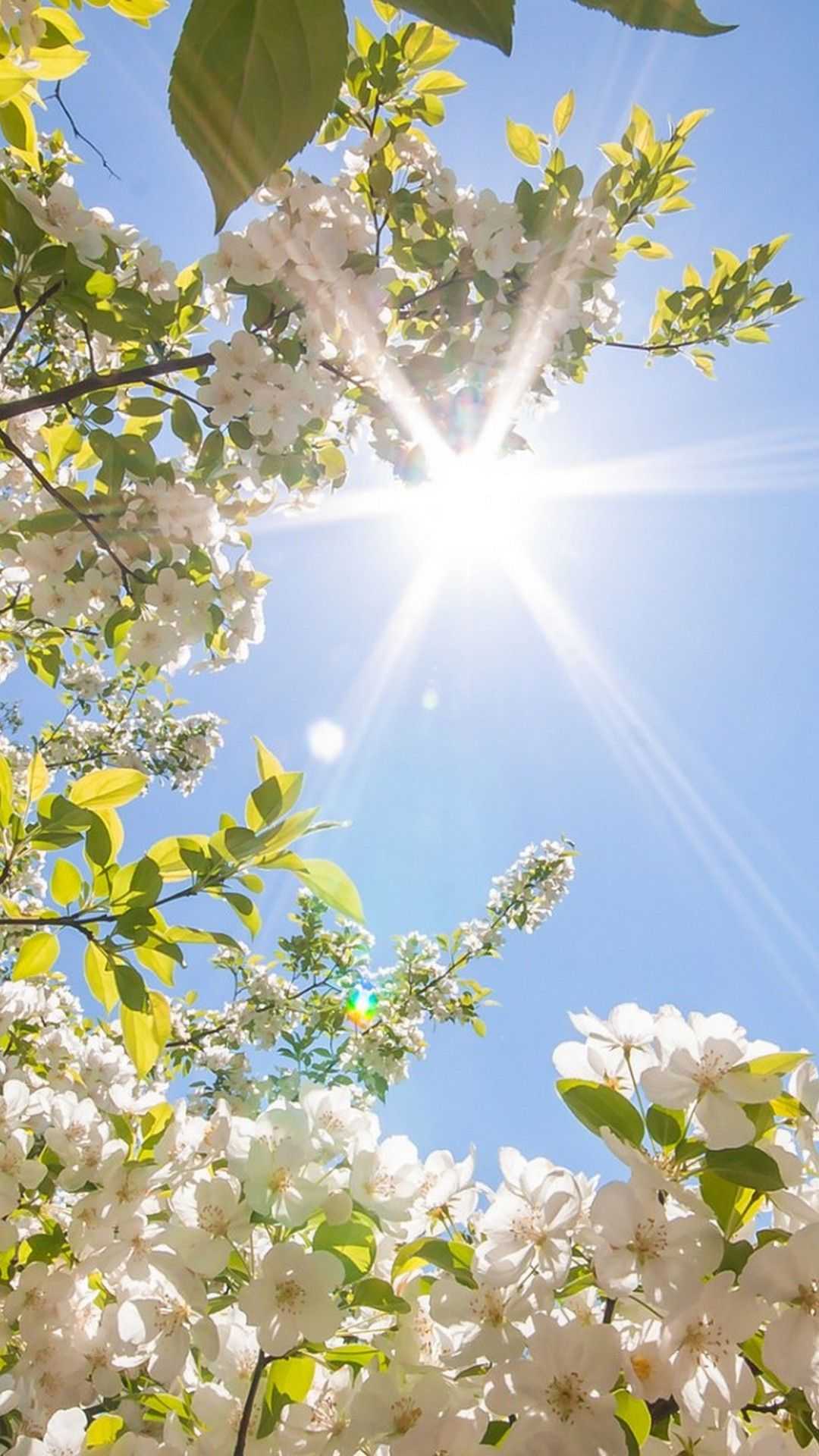 Fiori bianchi cielo azzurro sole, 1080x1920 Verticale, Telefono