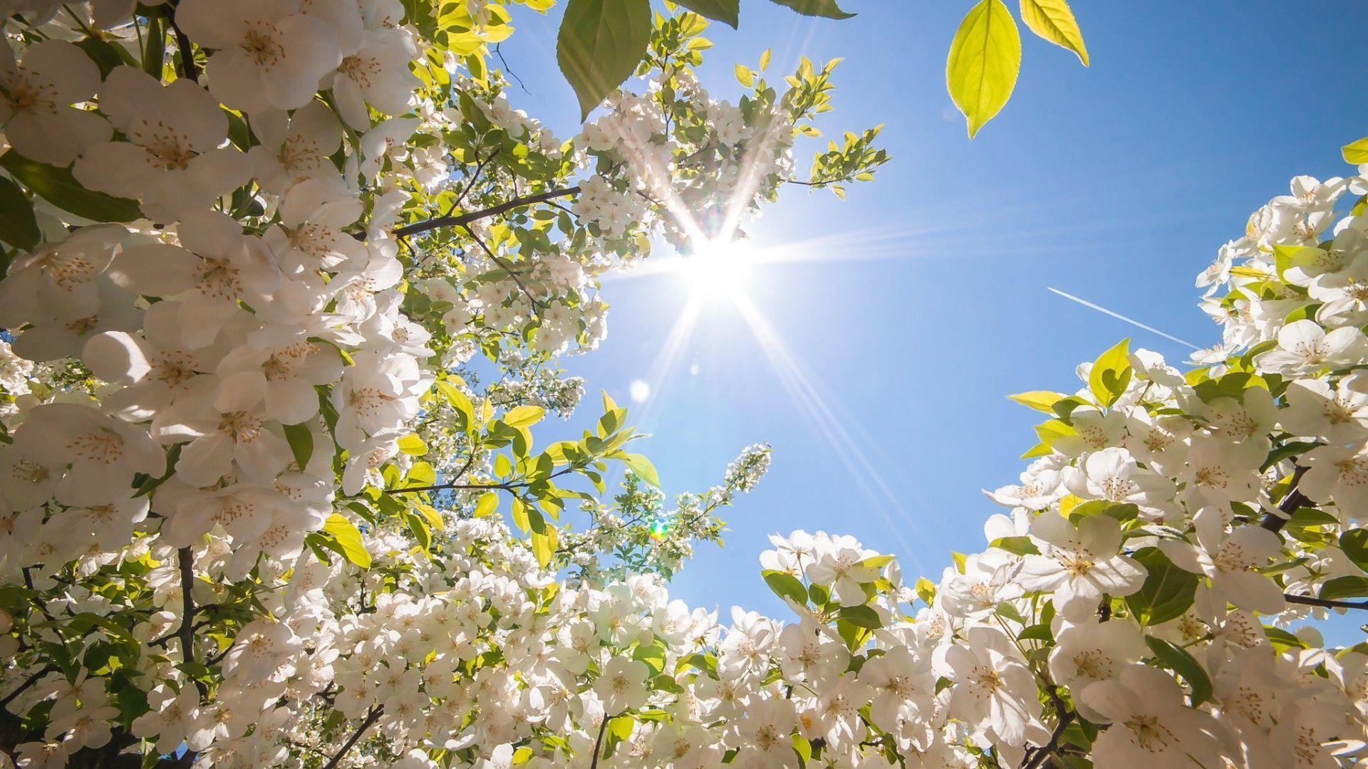 Fiori di ciliegio bianchi al sole, 1920x1080 Full HD 1080p, PC