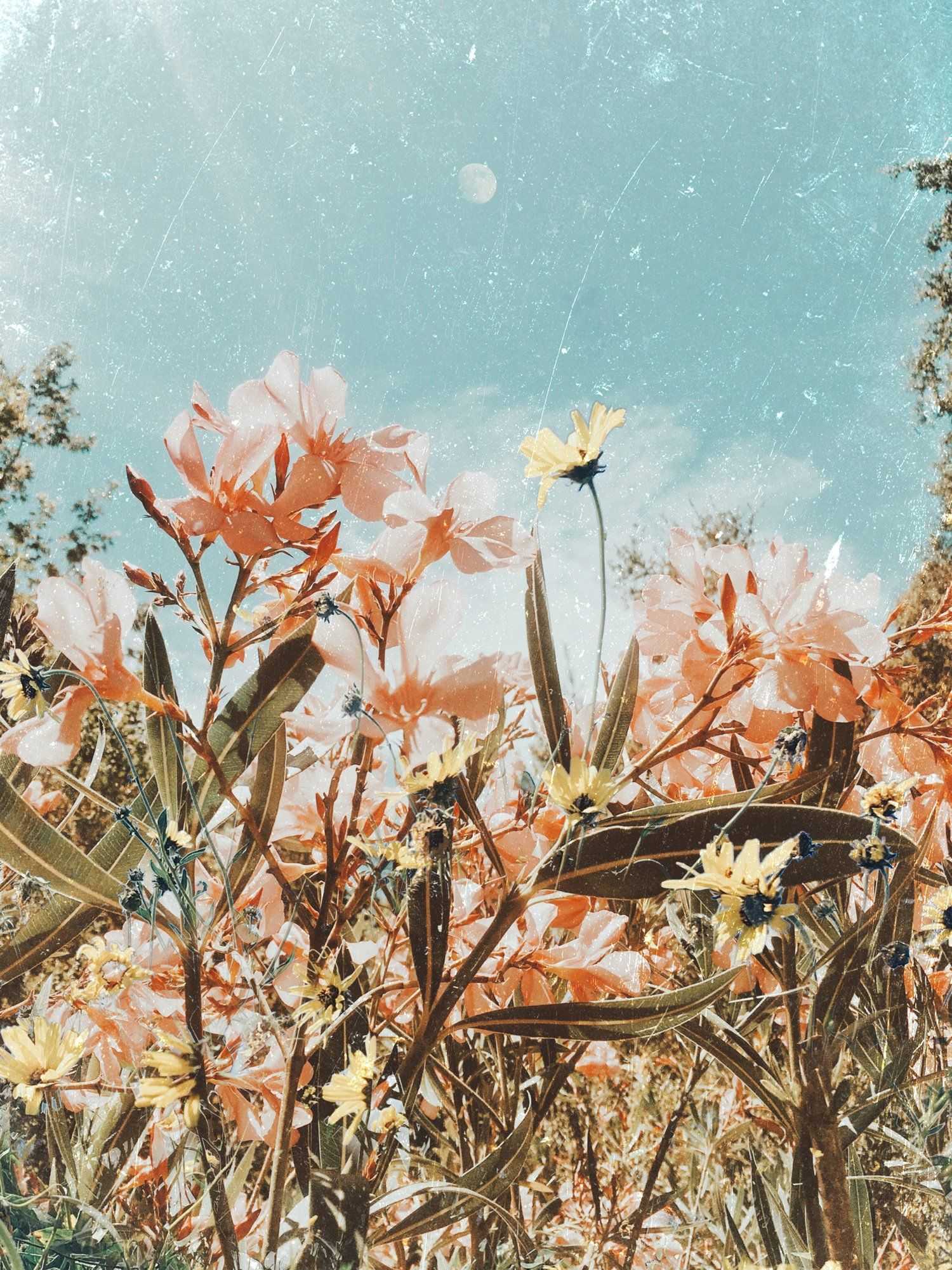 Fiori primaverili rosa acquerello, 1500x2001 Verticale, Telefono
