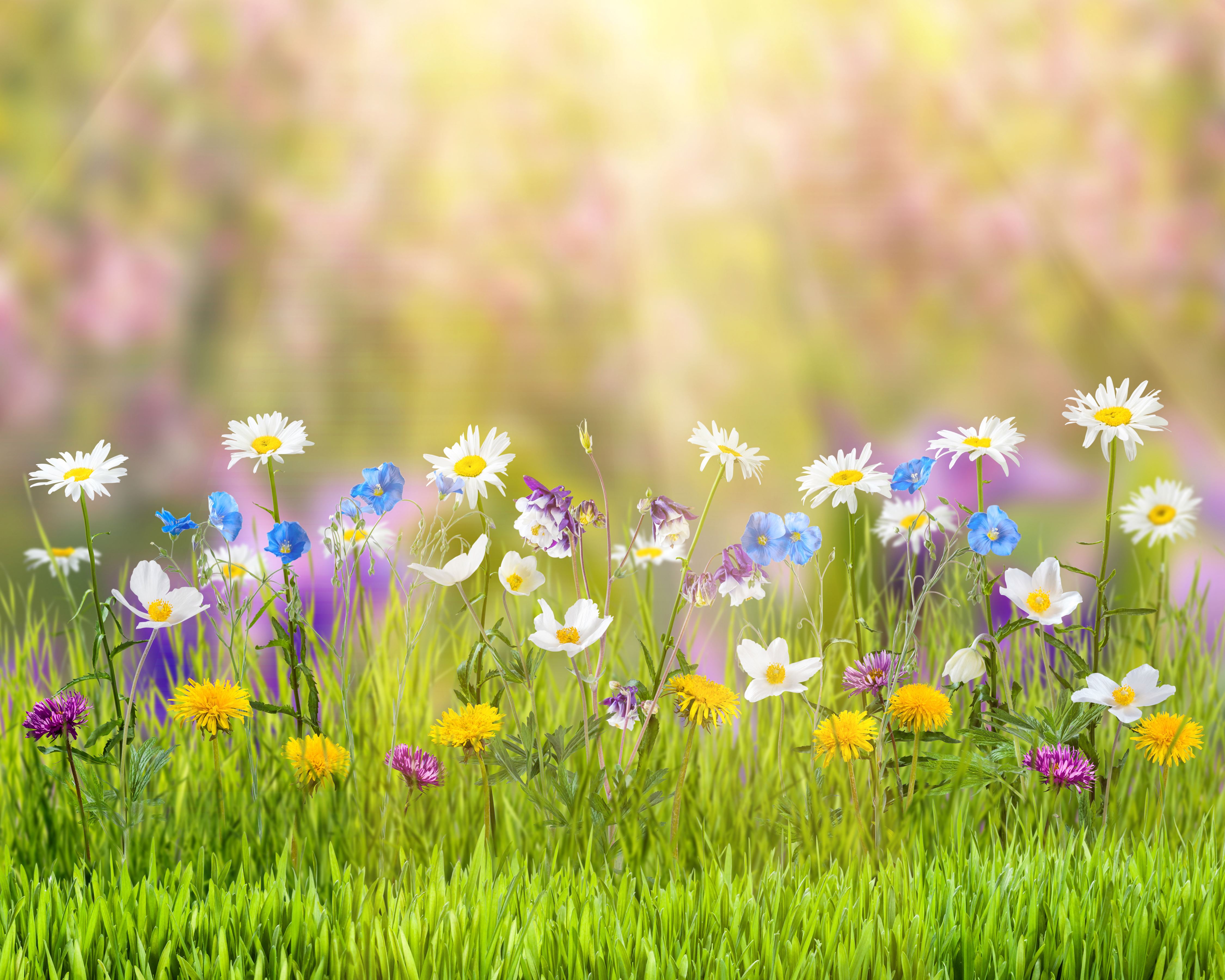 Prato fiorito primaverile colorato, 4500x3600 UHD, PC 4K