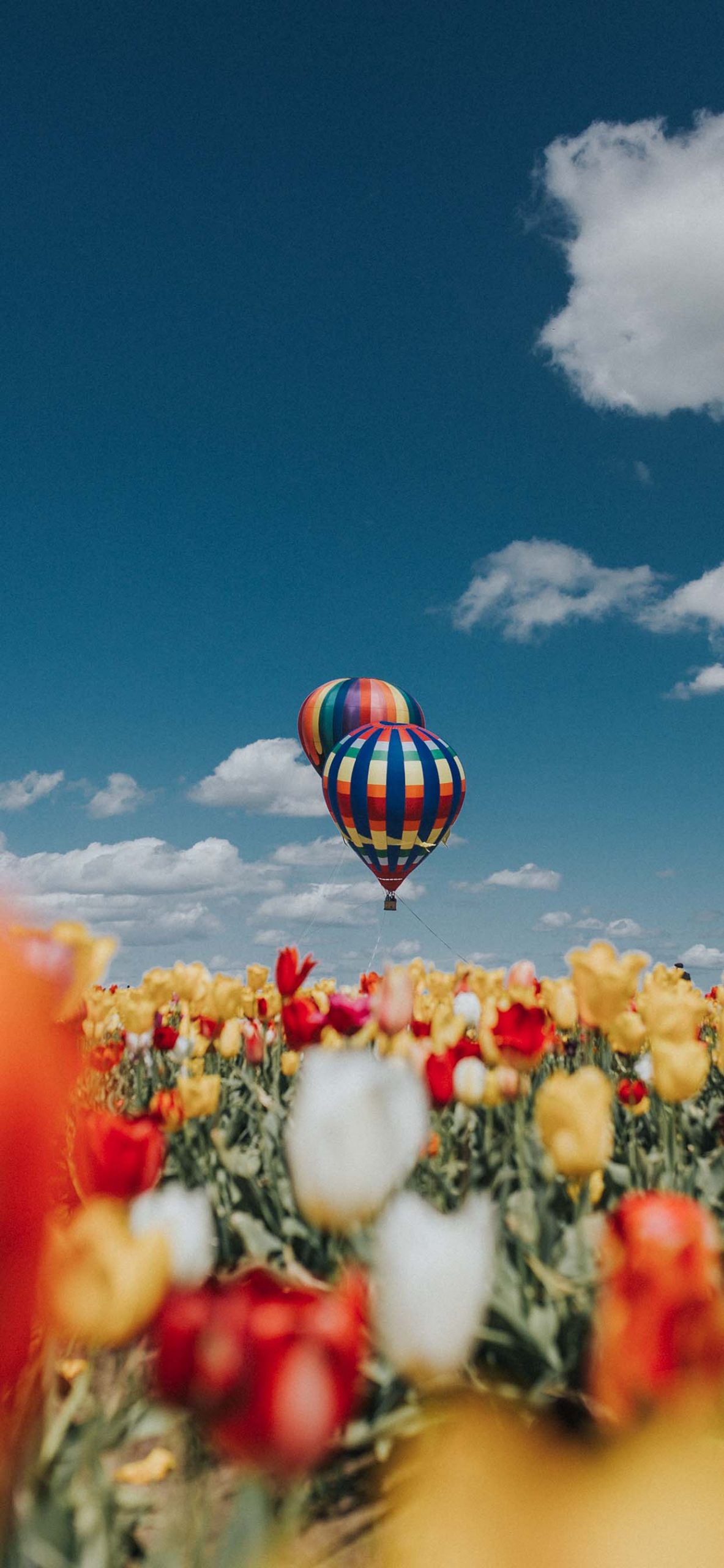 Mongolfiere colorate in cielo, 1183x2560 Verticale, Mobile
