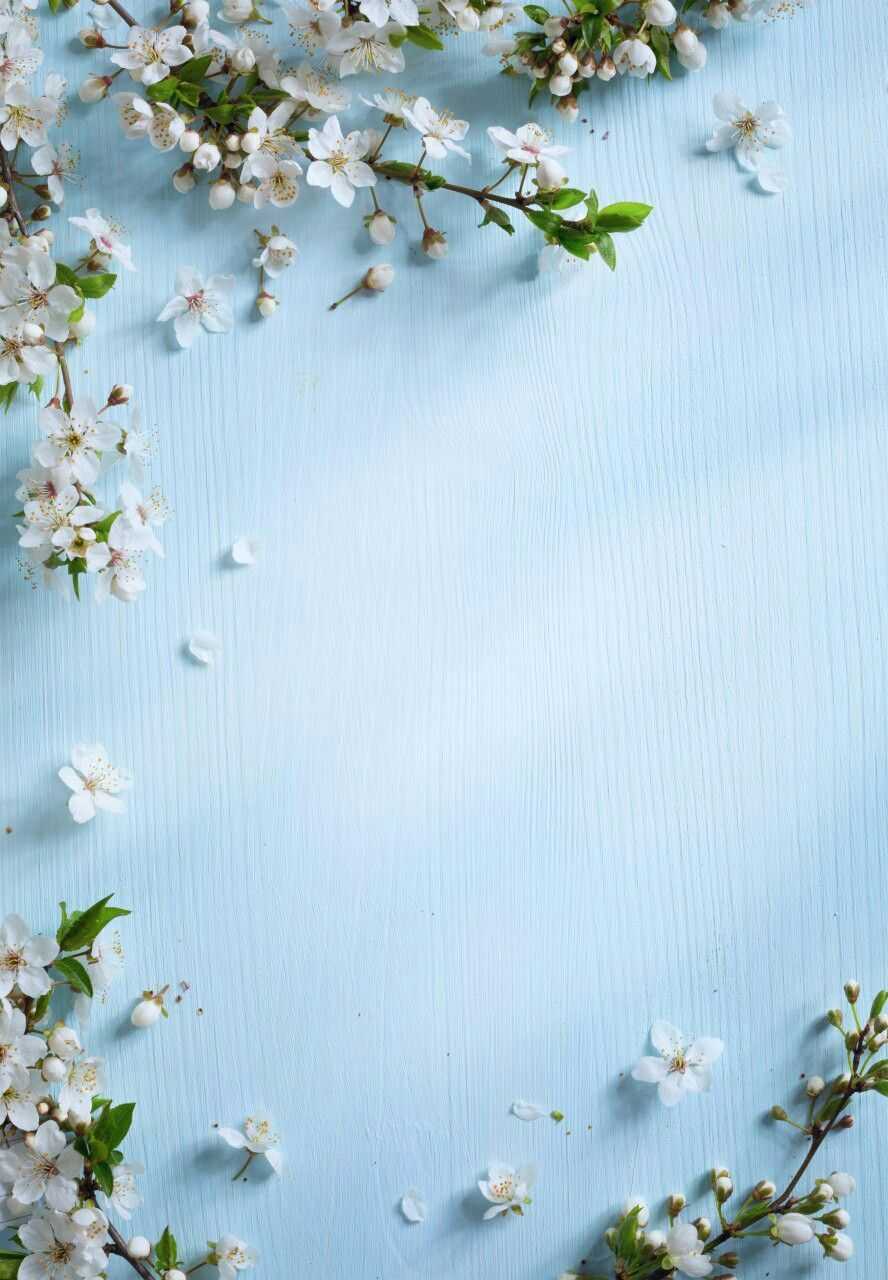 Fiori bianchi su legno azzurro, 888x1280 Verticale, Mobile