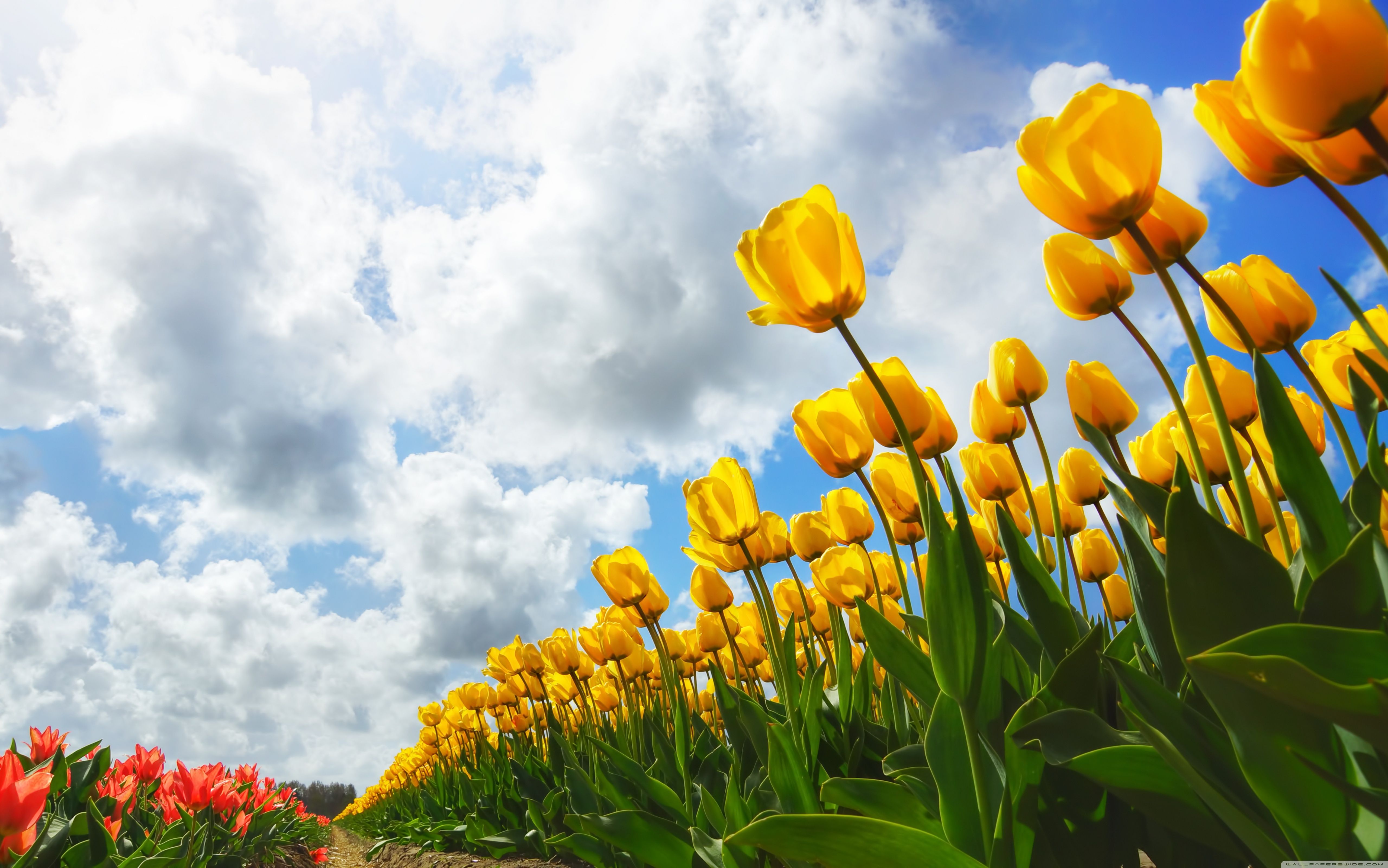 Campo di tulipani gialli, 5120x3200 4K Ultra HD, Smart TV 4K