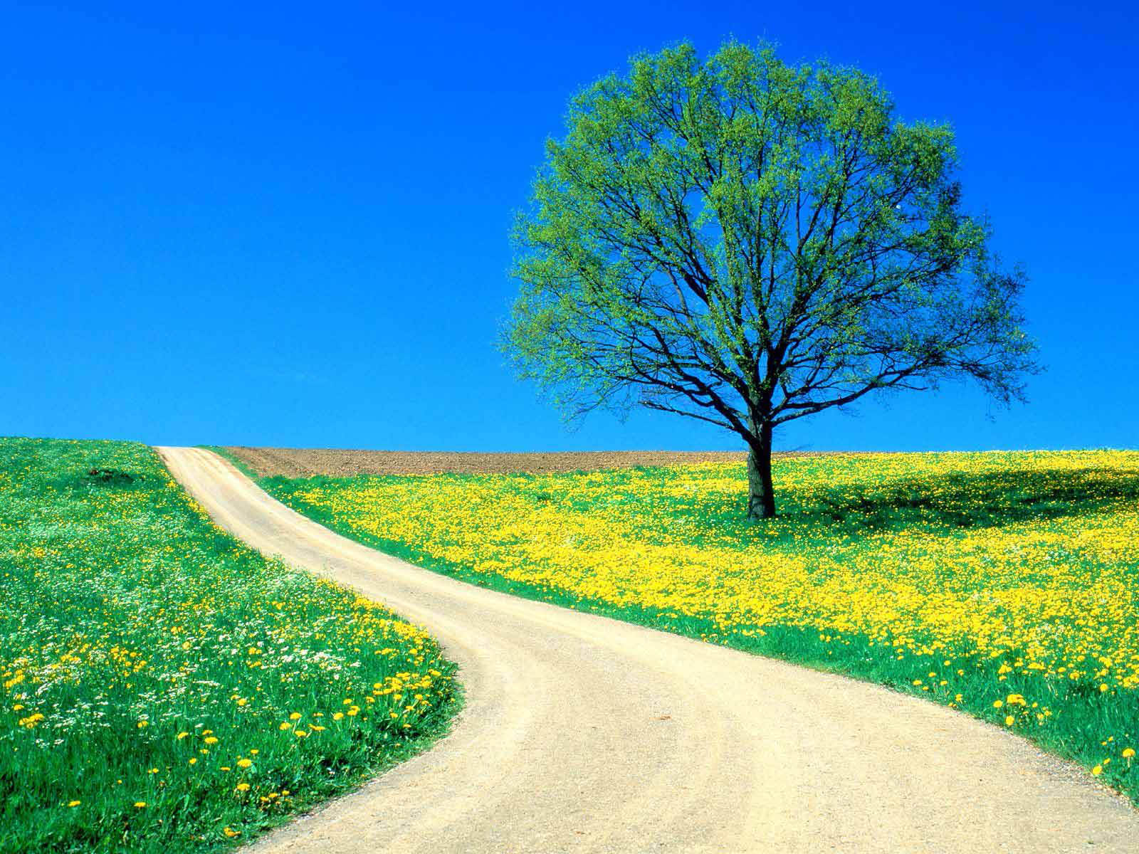 Sentiero tra prati fioriti primaverili, 1600x1200 HD Ready, Desktop