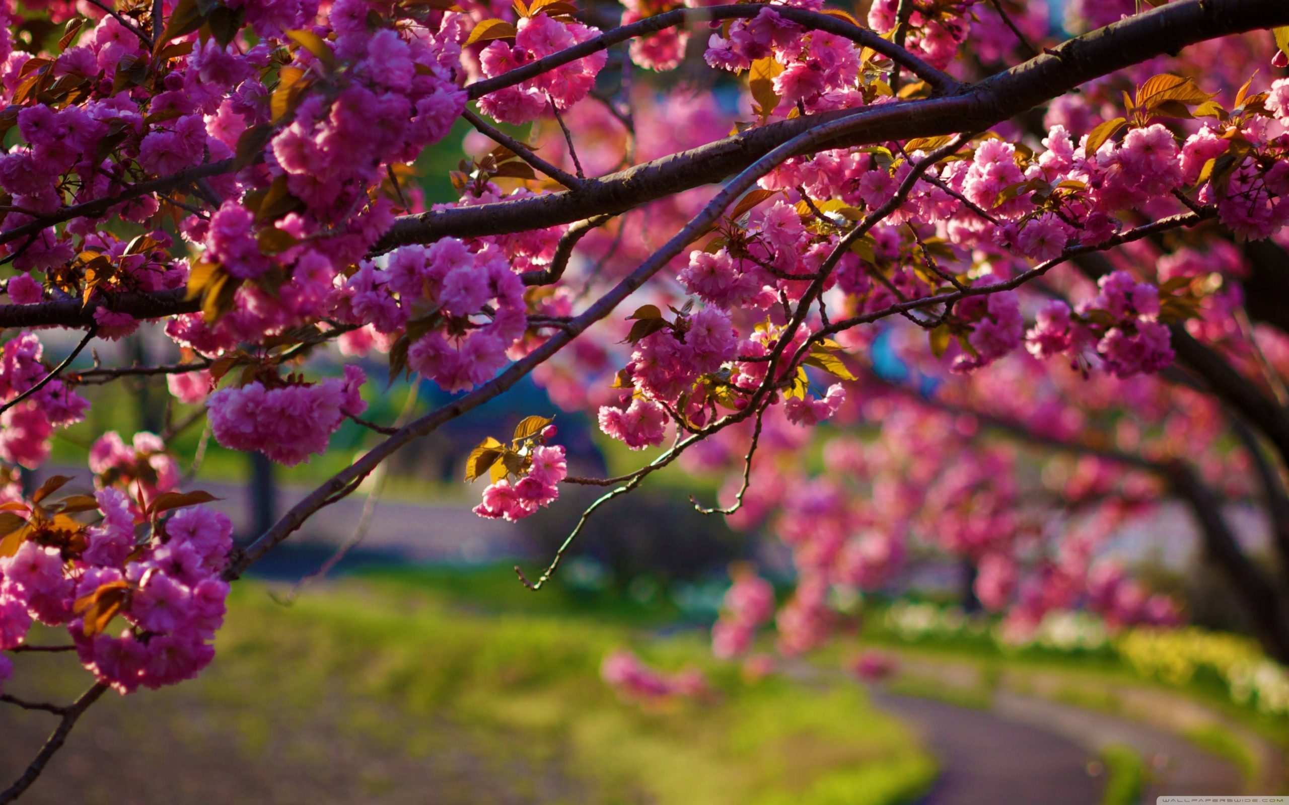 Fiori di ciliegio rosa primaverili, 2560x1600 WQXGA, Laptop