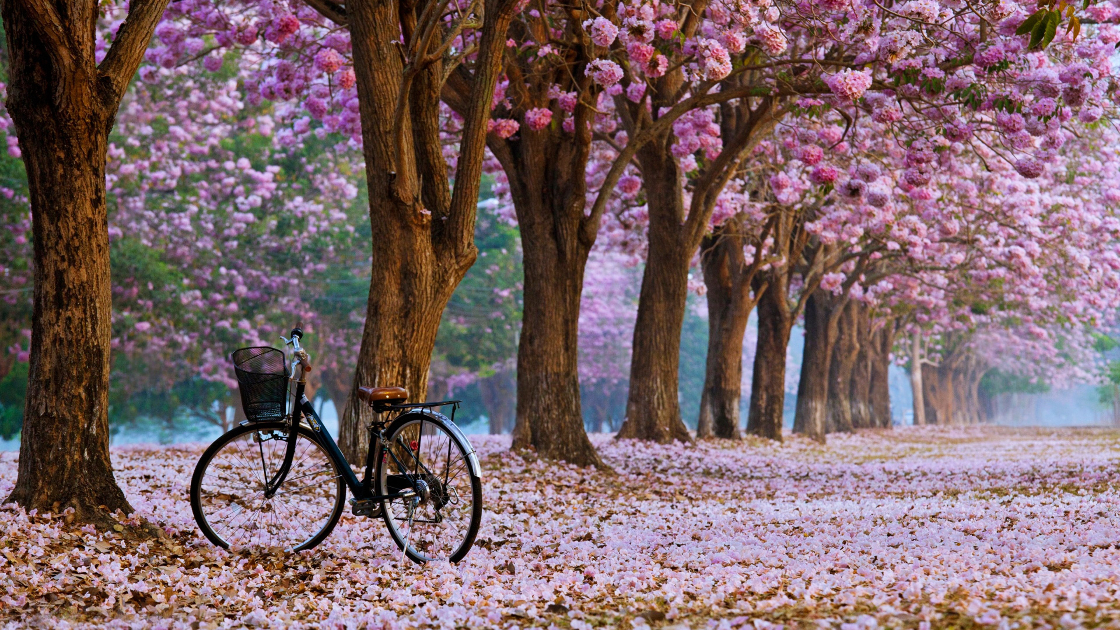 Bicicletta sotto alberi fioriti rosa, 3840x2160 Ultra HD, 4K TV