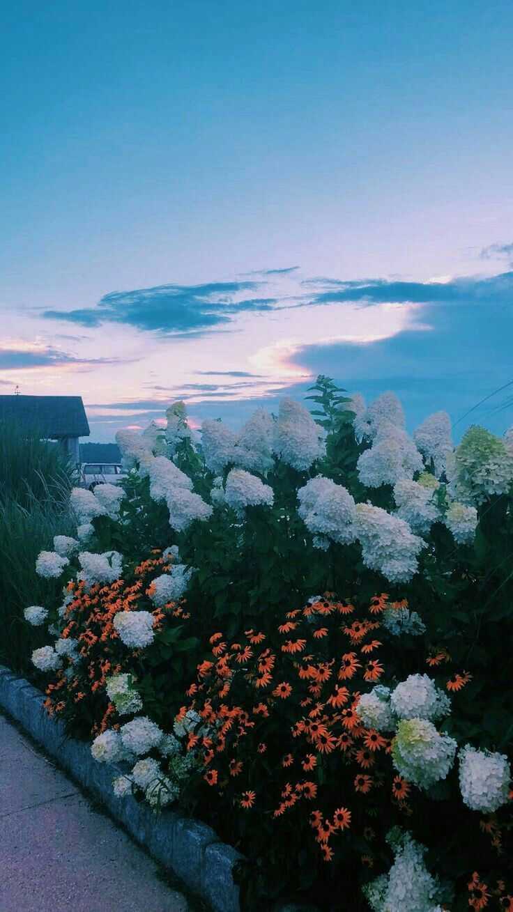 Ortensie bianche al tramonto, 736x1309 Verticale, Telefono
