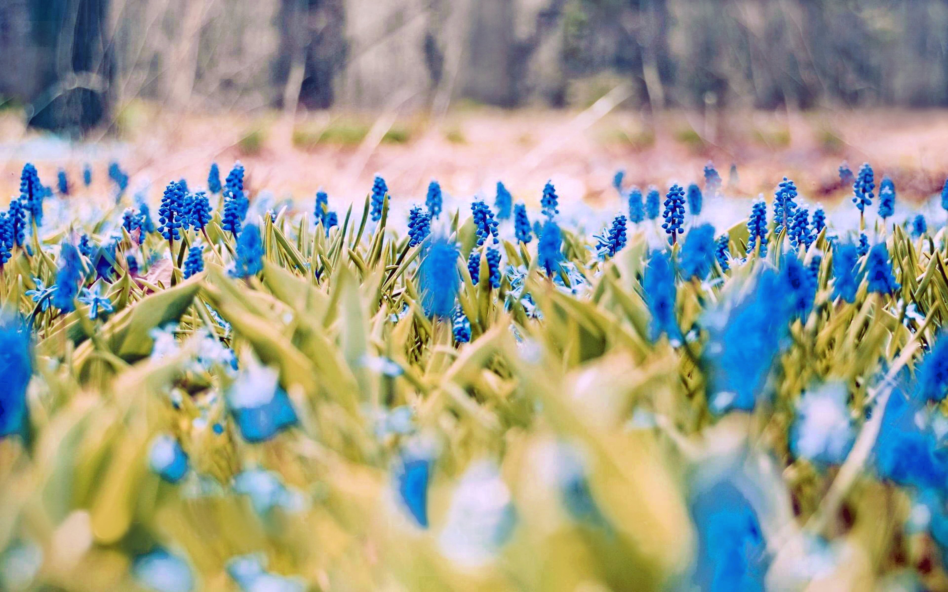 Fiori blu di muscari in campo, 3840x2400 4K, Desktop 4K