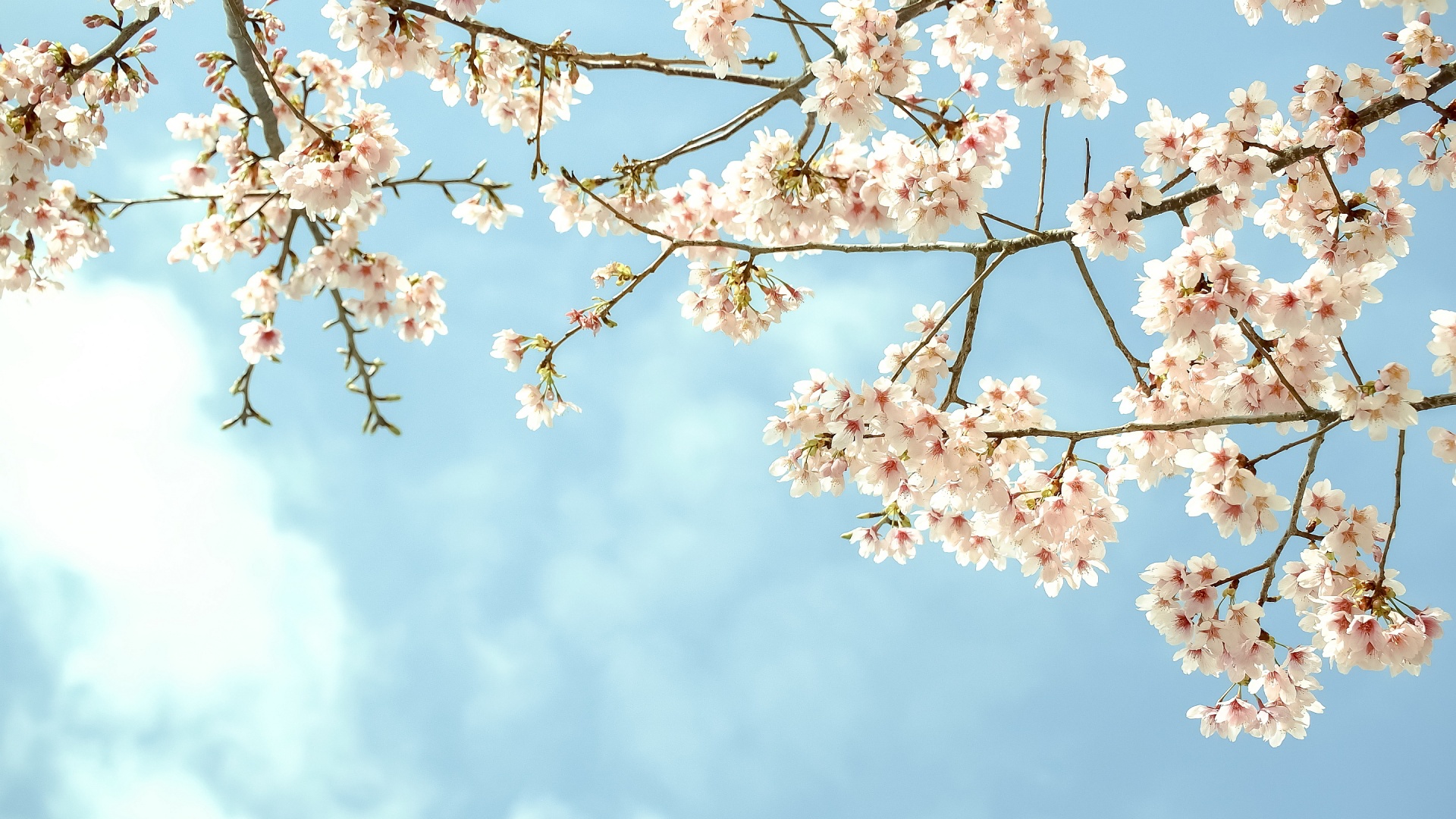 Fiori di ciliegio ramo cielo, 1920x1080 Full HD 1080p, PC