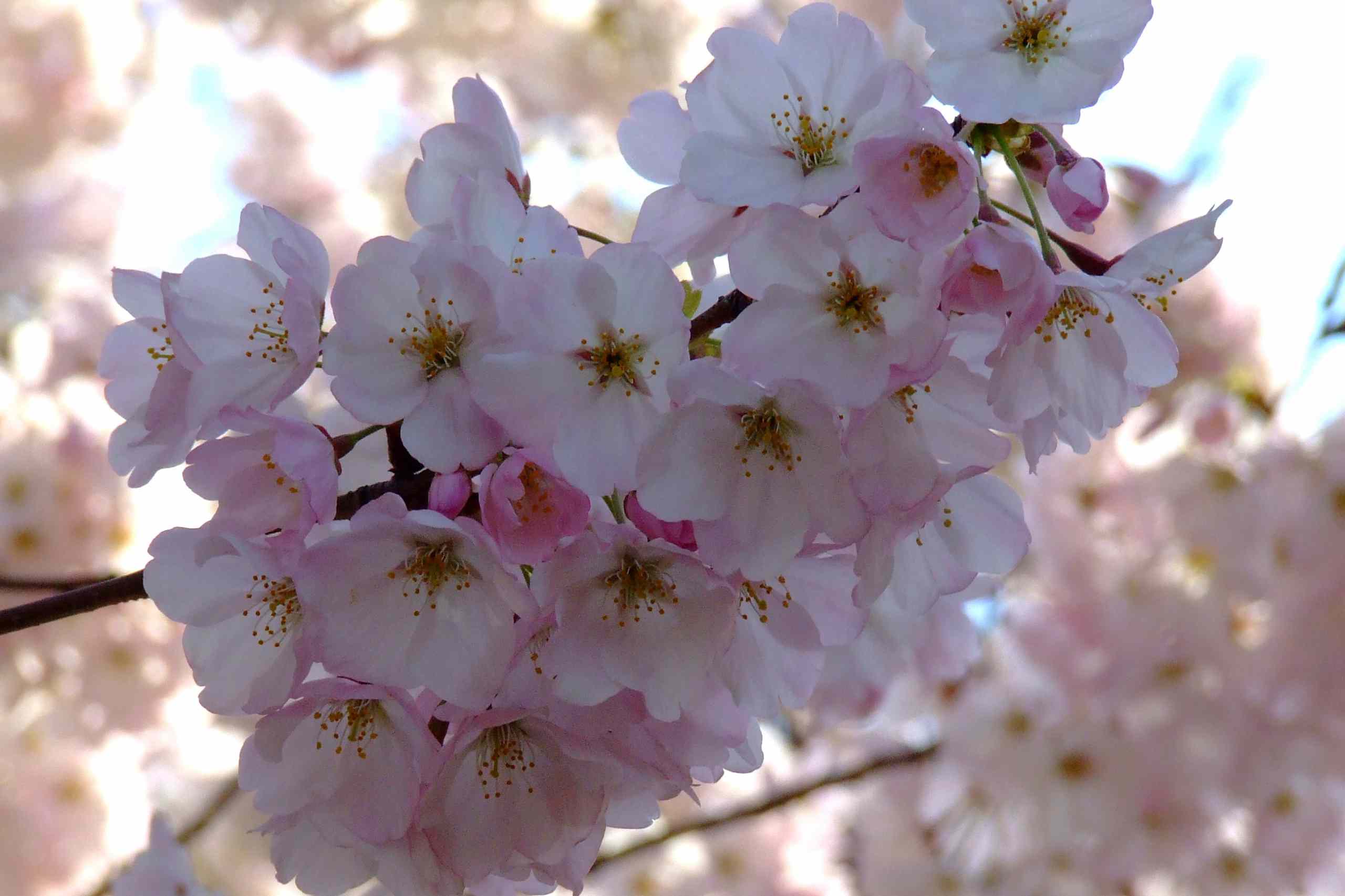 Fiori di ciliegio rosa, 2560x1706 2K+, Laptop