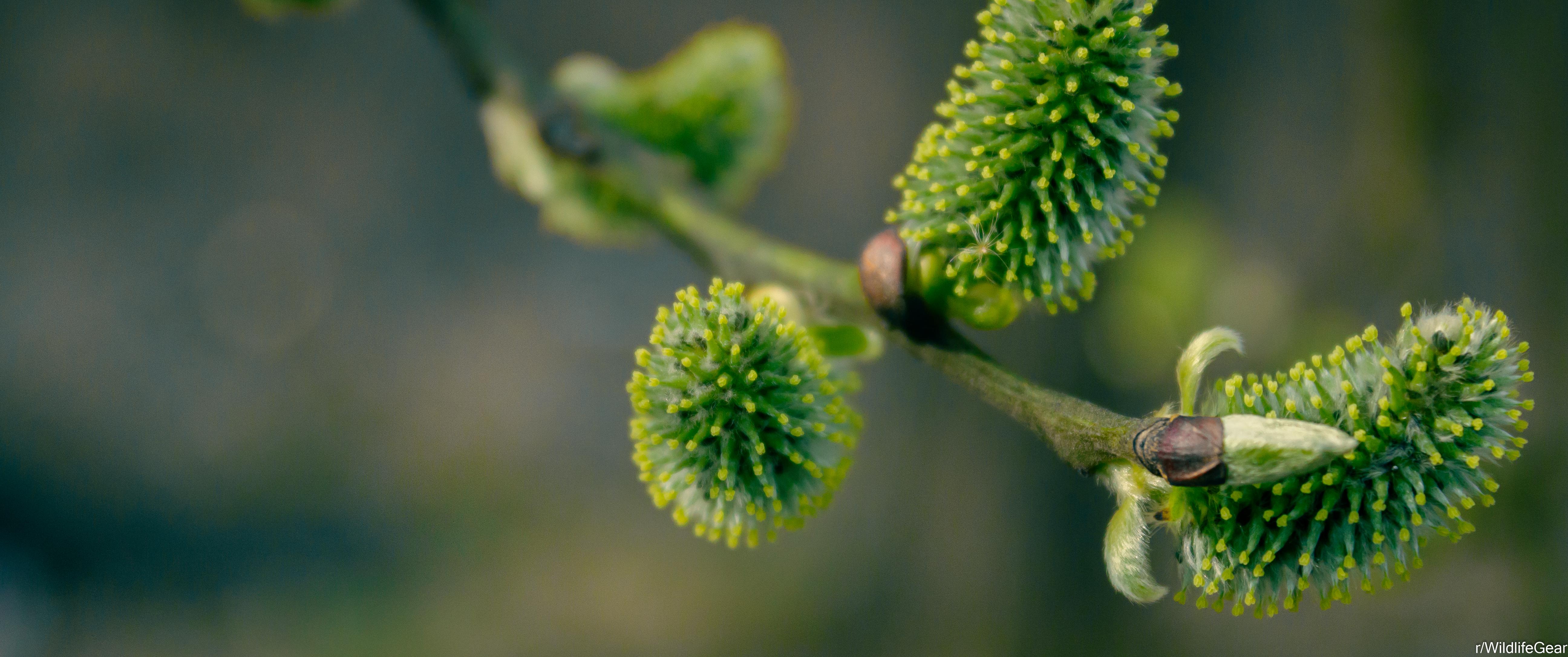 Gemme di salice primaverili, 5184x2170 21:9, Ultrawide