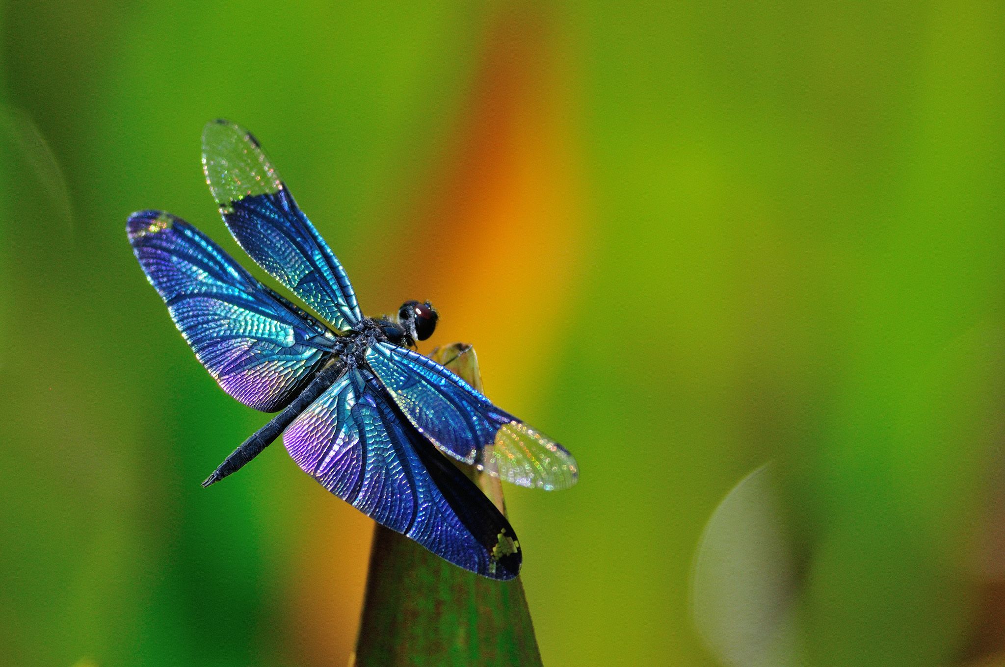Libellula blu su foglia, 2048x1360 Hi-Res, PC