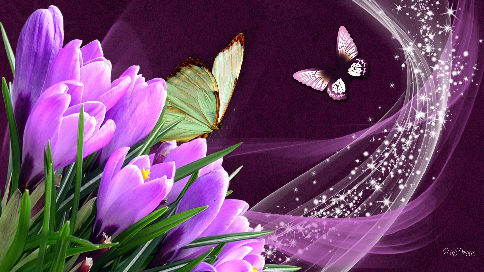Farfalle e crochi viola, 1920x1080 1080p, Desktop