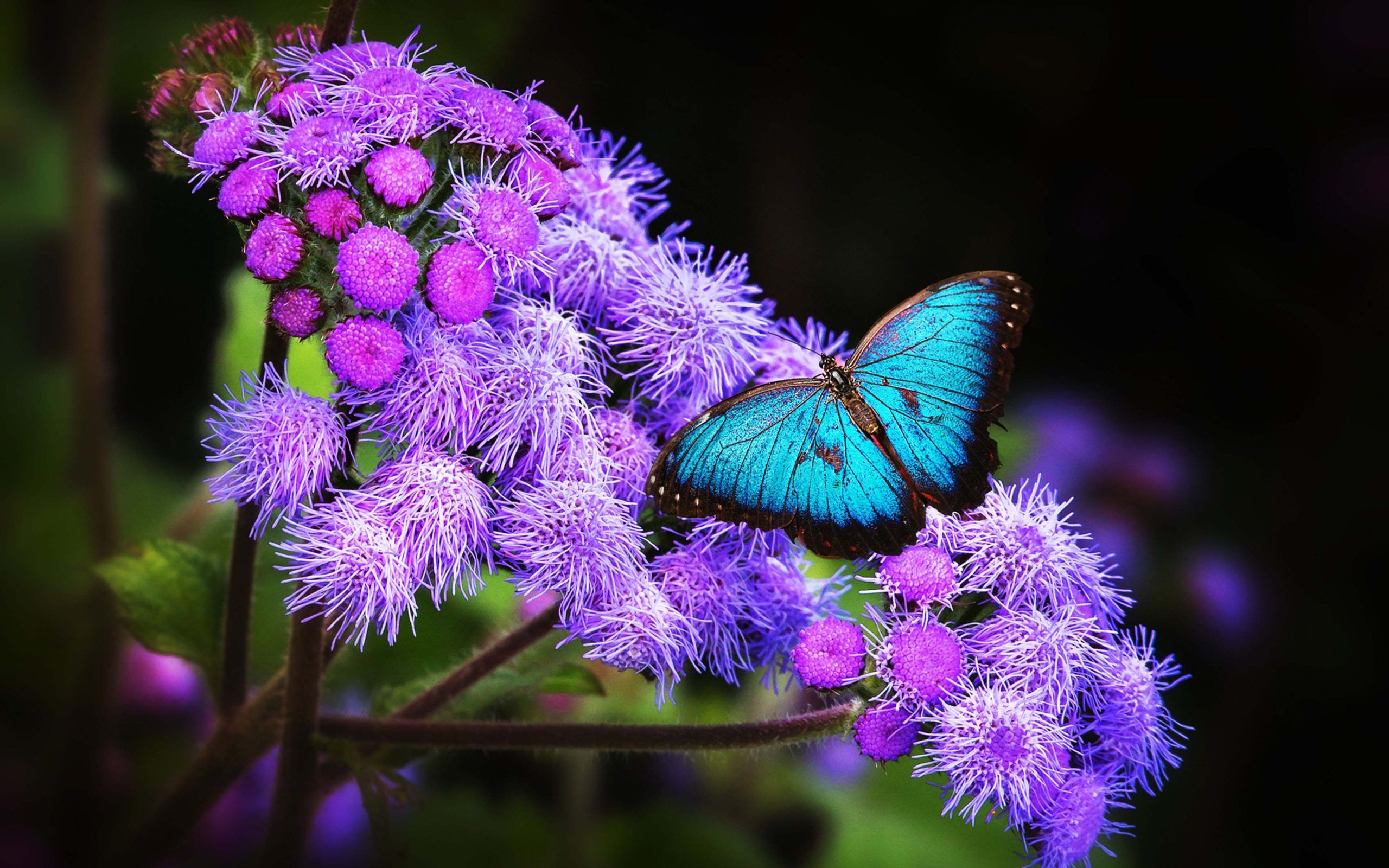 Farfalla blu su fiori viola, 2560x1600 2K, Laptop