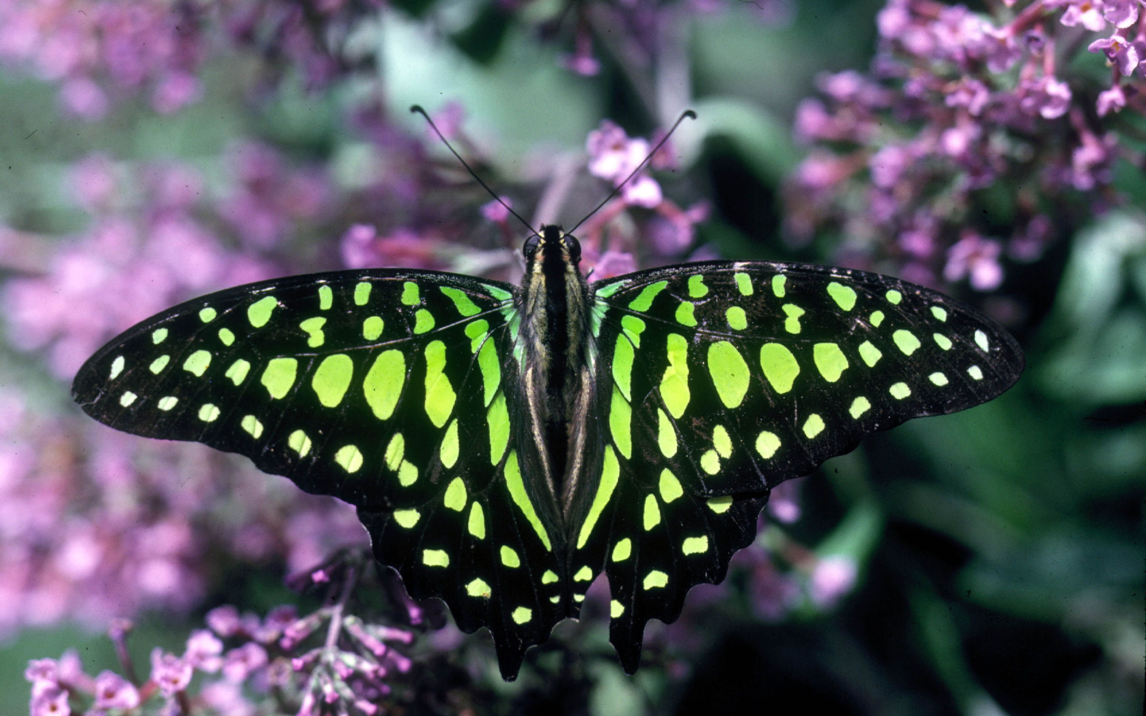 Farfalla verde su fiori viola, 3840x2400 4K, Desktop 4K