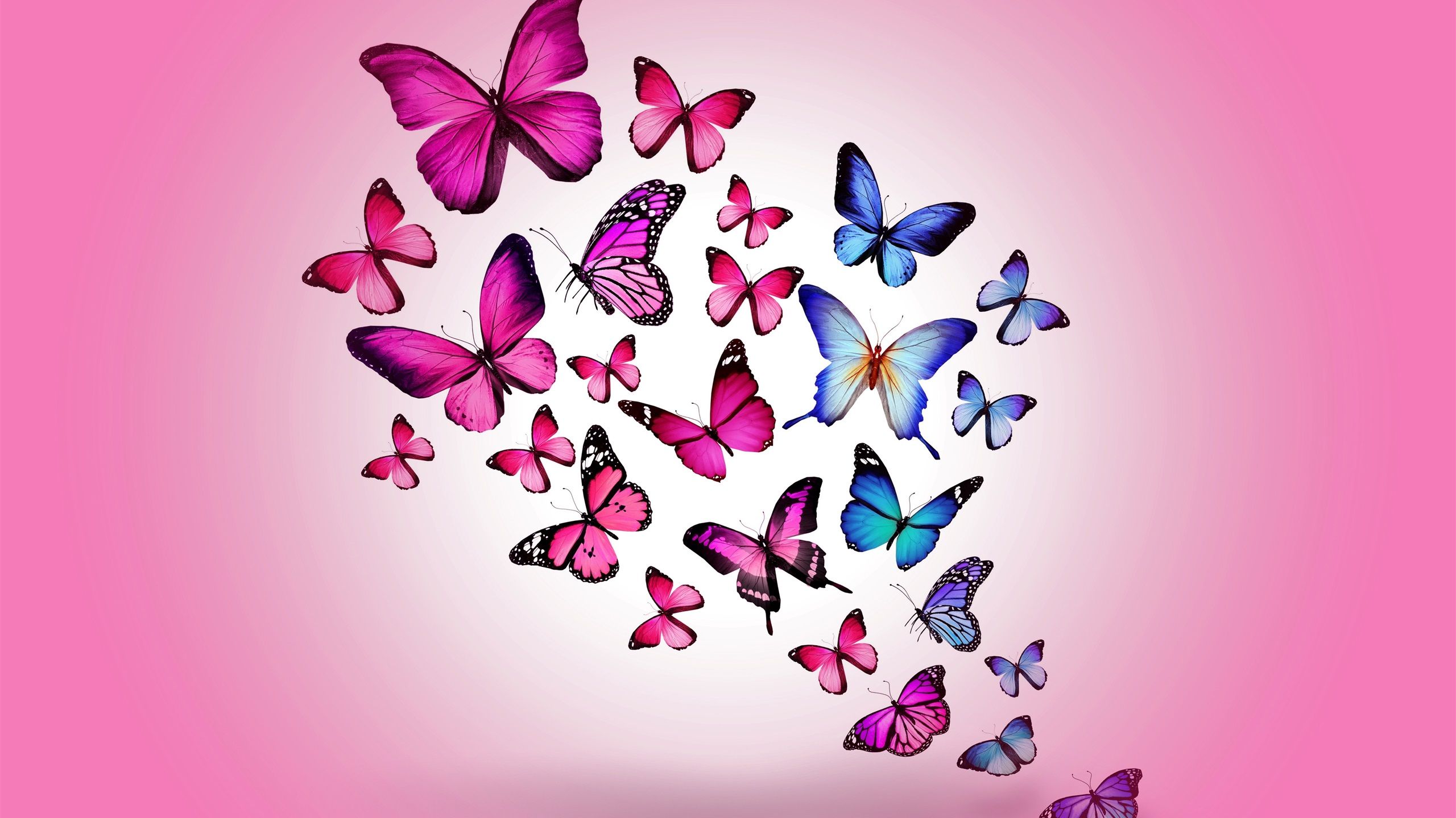 Farfalle libellule coccinella fiore rosa, 1000x1000 HD, PC