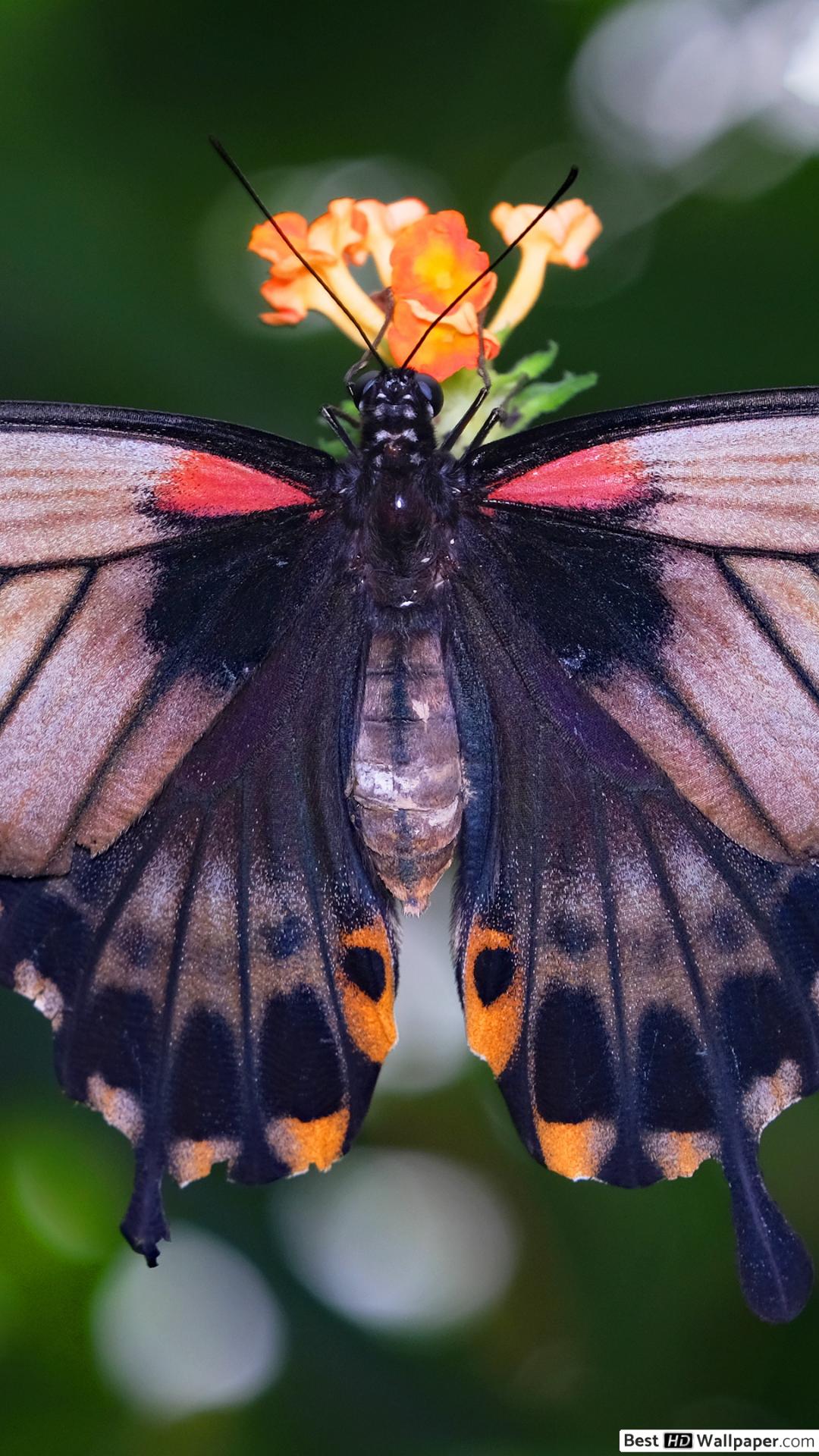 Farfalla nera e arancione su fiore, 1080x1920 Verticale, Telefono