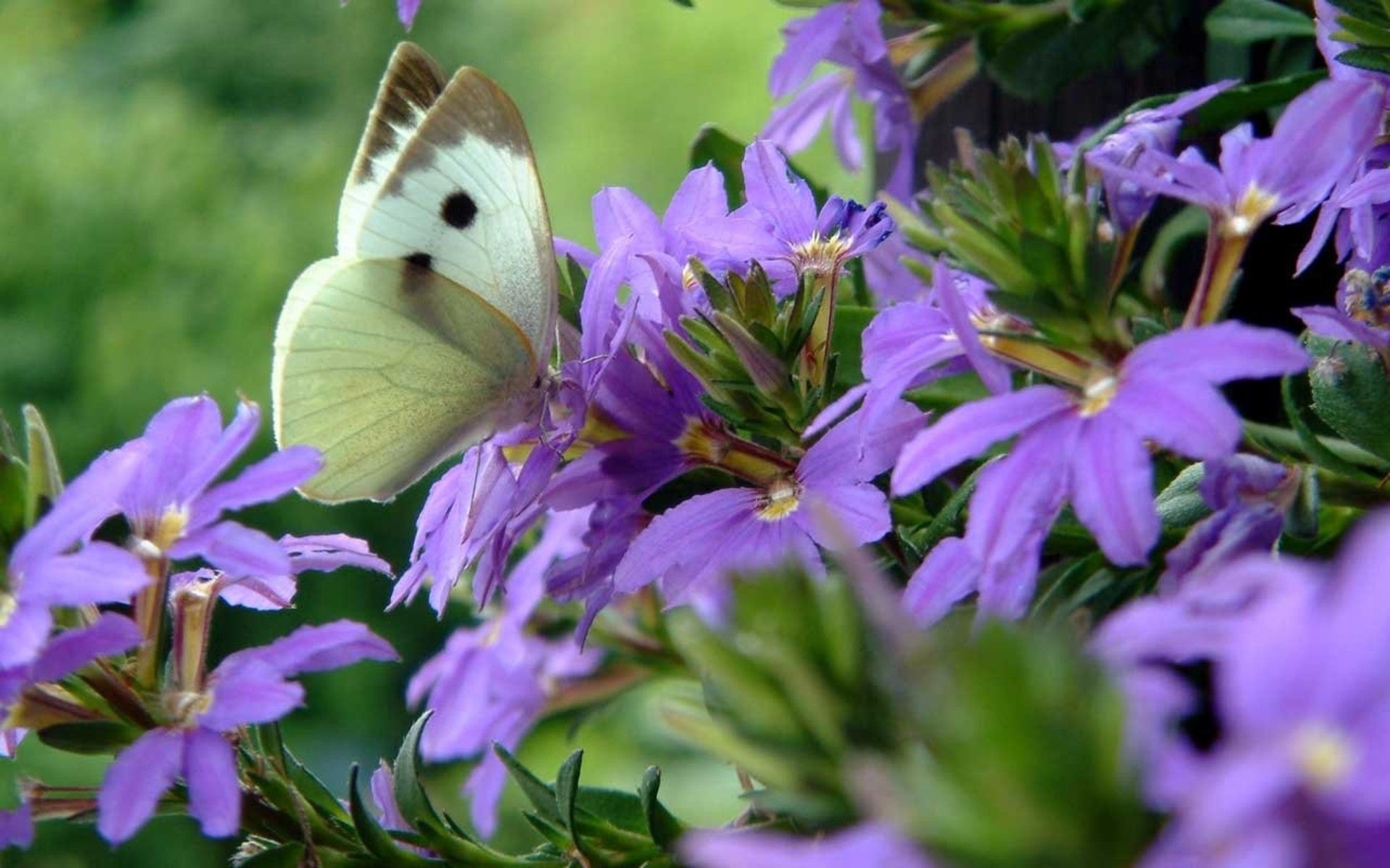 Farfalla bianca su fiori viola, 1920x1200 Full HD+, iMac