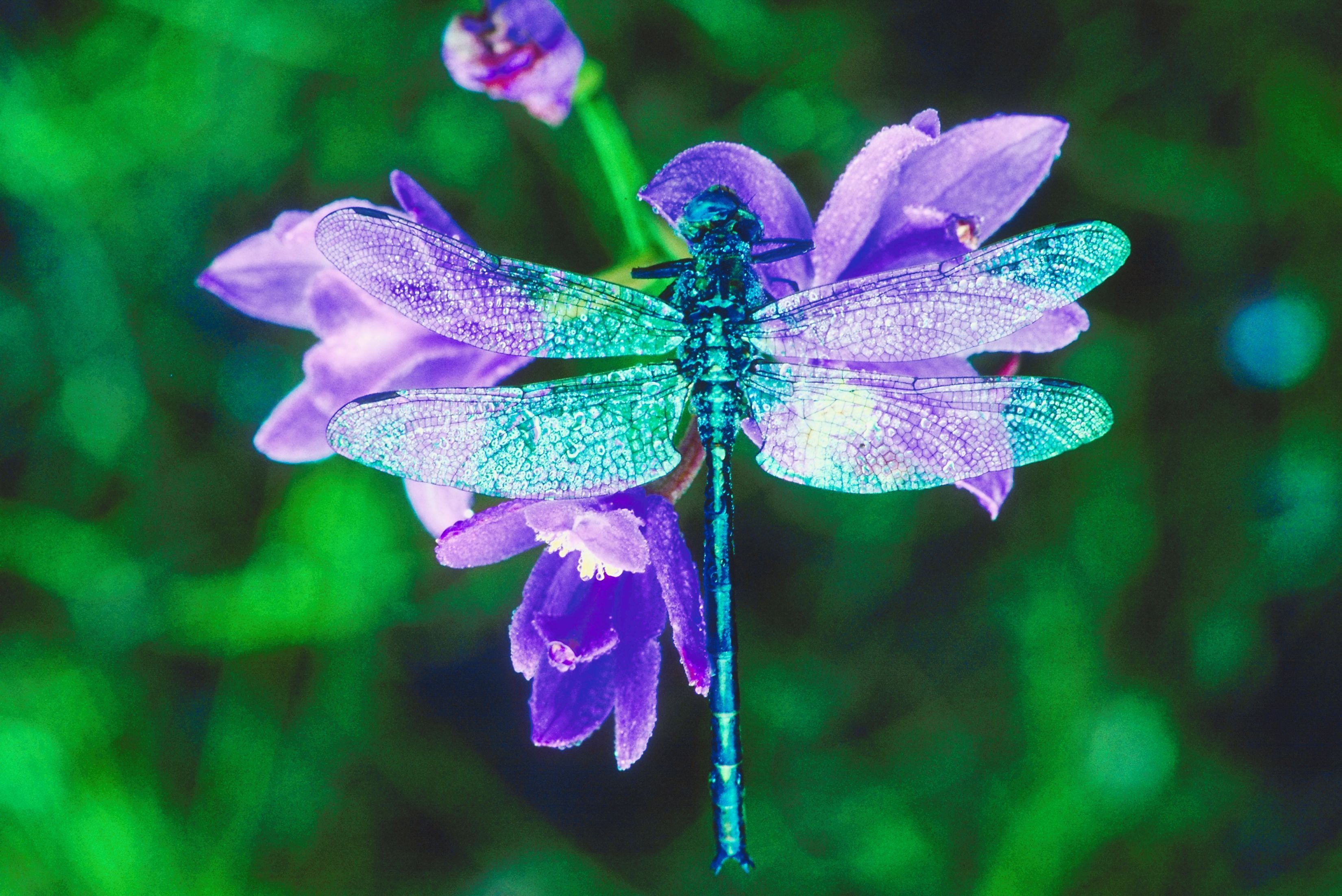 Libellula viola su fiori, 3300x2203 2K, Laptop