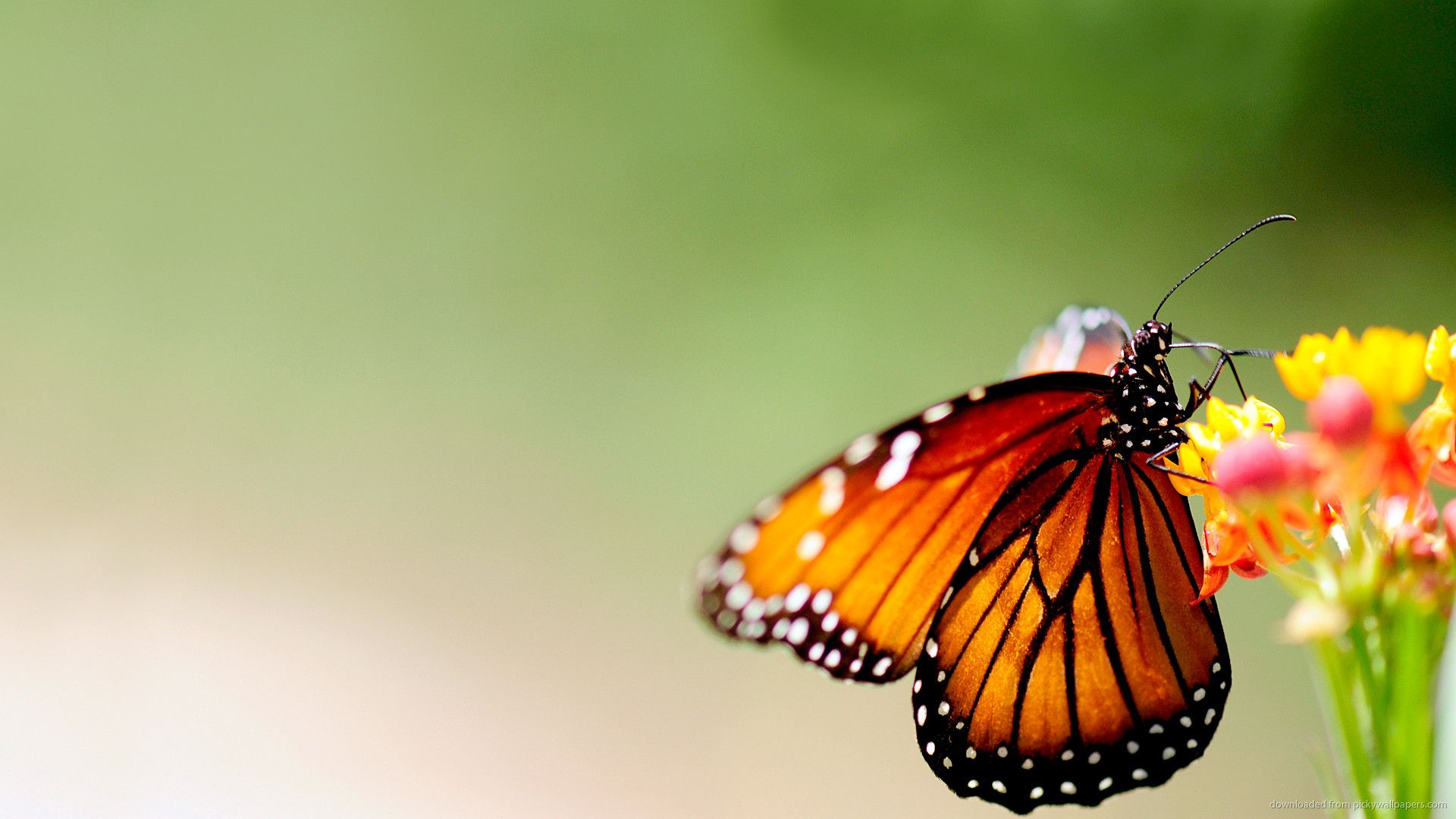 Farfalla arancione su fiori, 1920x1080 Full HD, PC