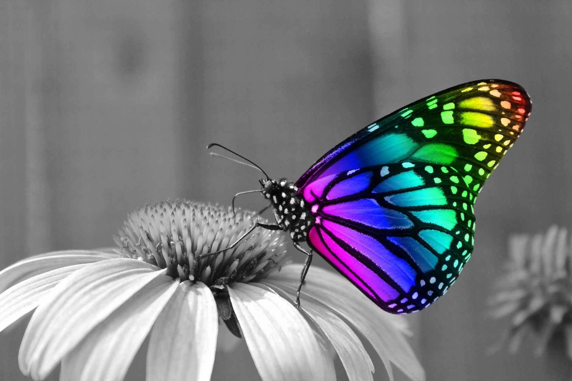 Farfalla arcobaleno su fiore bianco, 1920x1280 WUXGA, Desktop