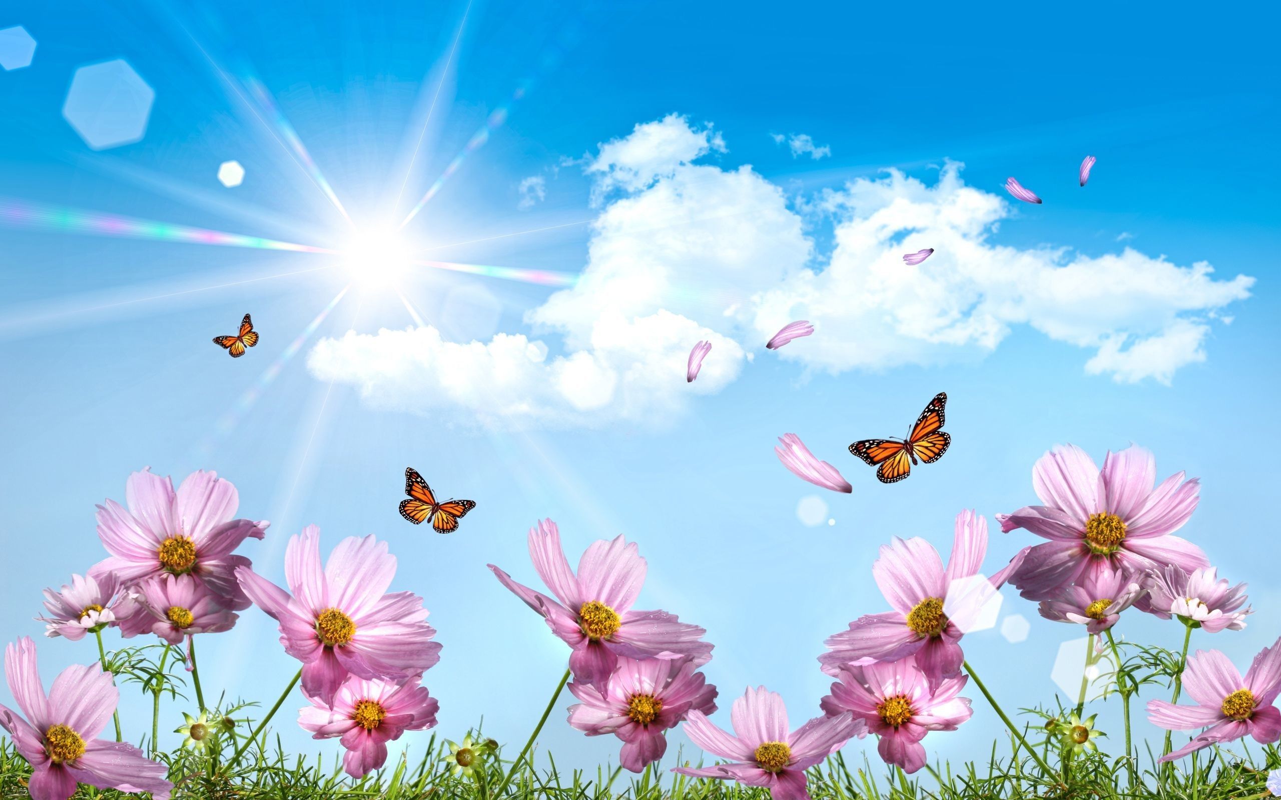 Farfalle su fiori rosa, 2560x1600 WQXGA, PC Desktop