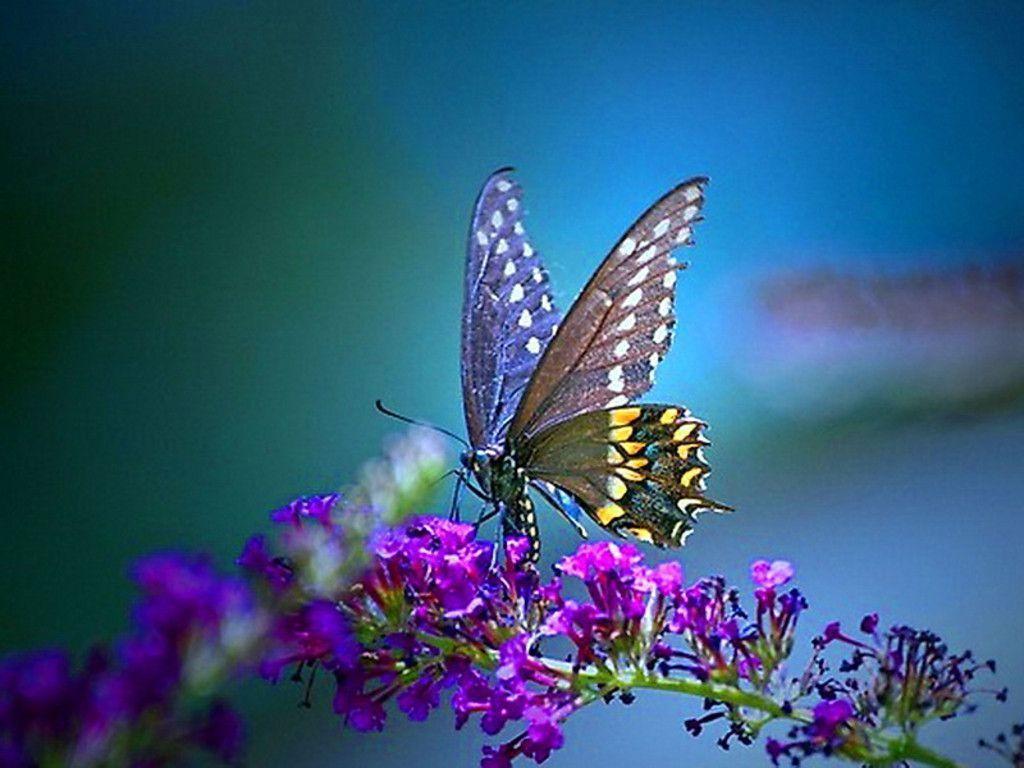 Farfalla su fiori viola, 1024x768 HD, PC
