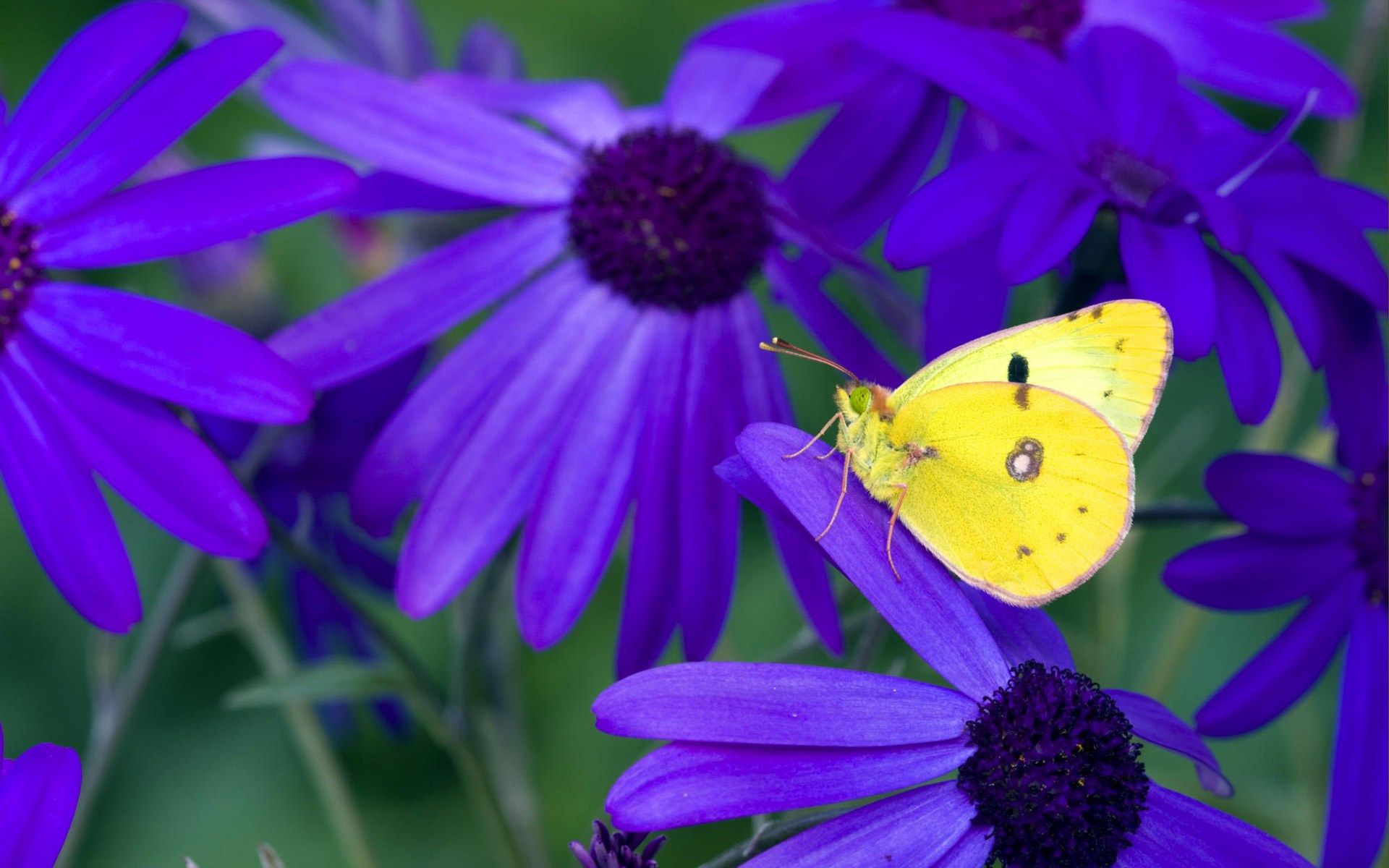 Farfalla gialla su fiori viola, 1920x1200 WUXGA, Monitor Gaming